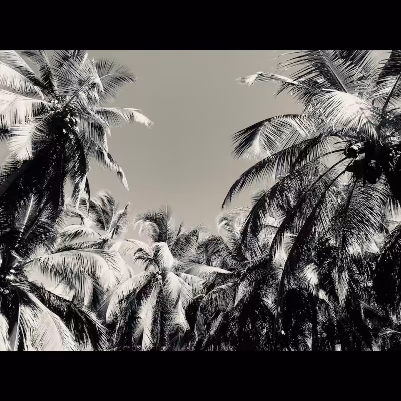 Palms (2022) #20