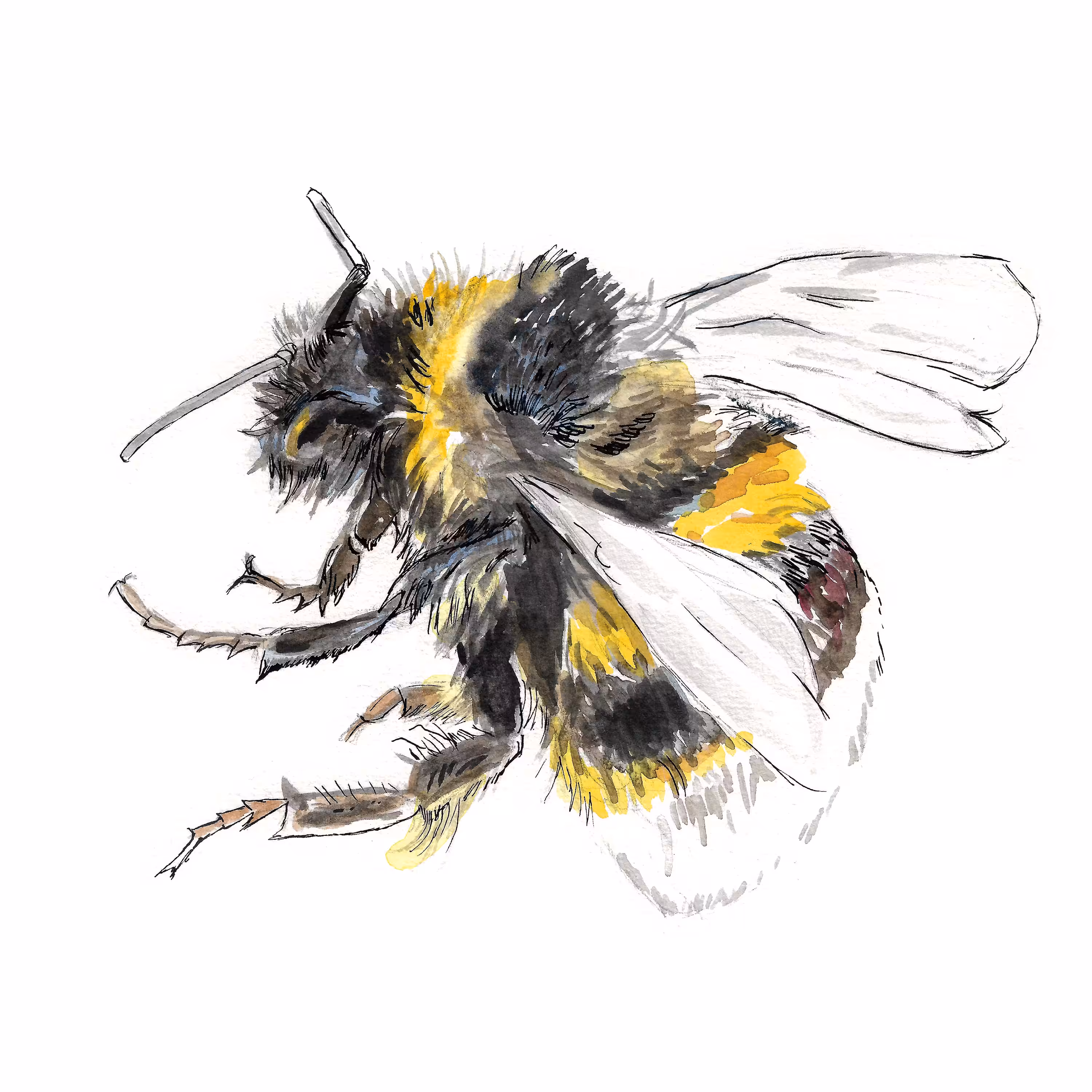 Bumblebee