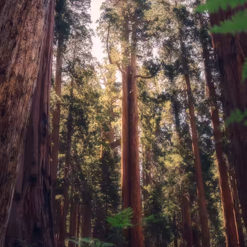 Among the Giants
