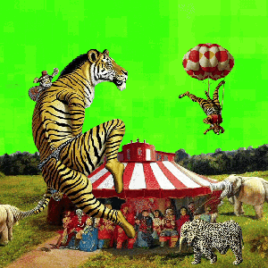 Tiger performance