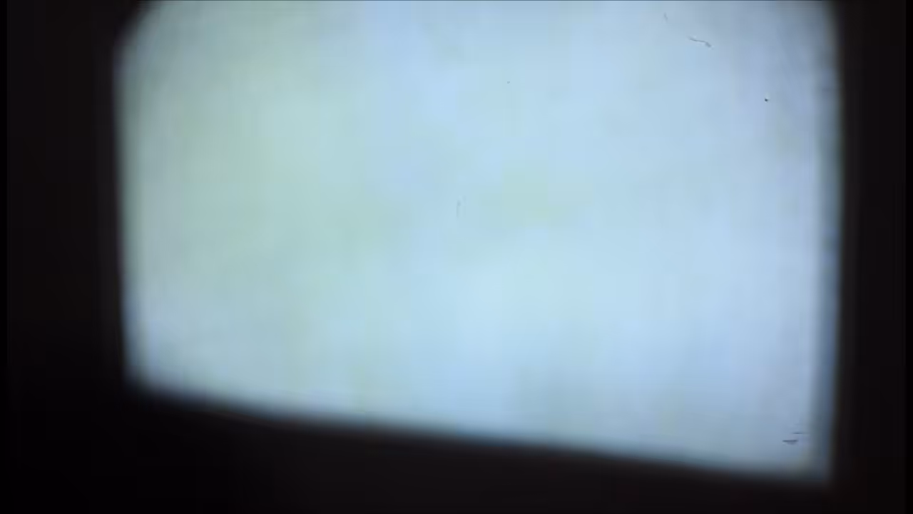 Gulls Fly - alive memories