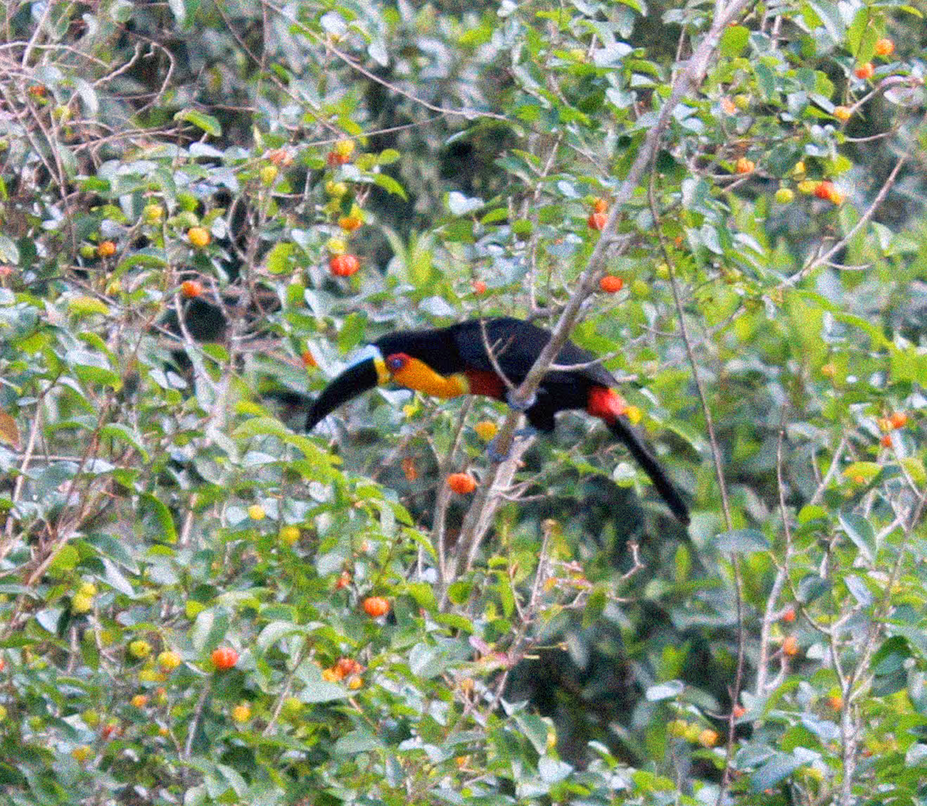Toucan