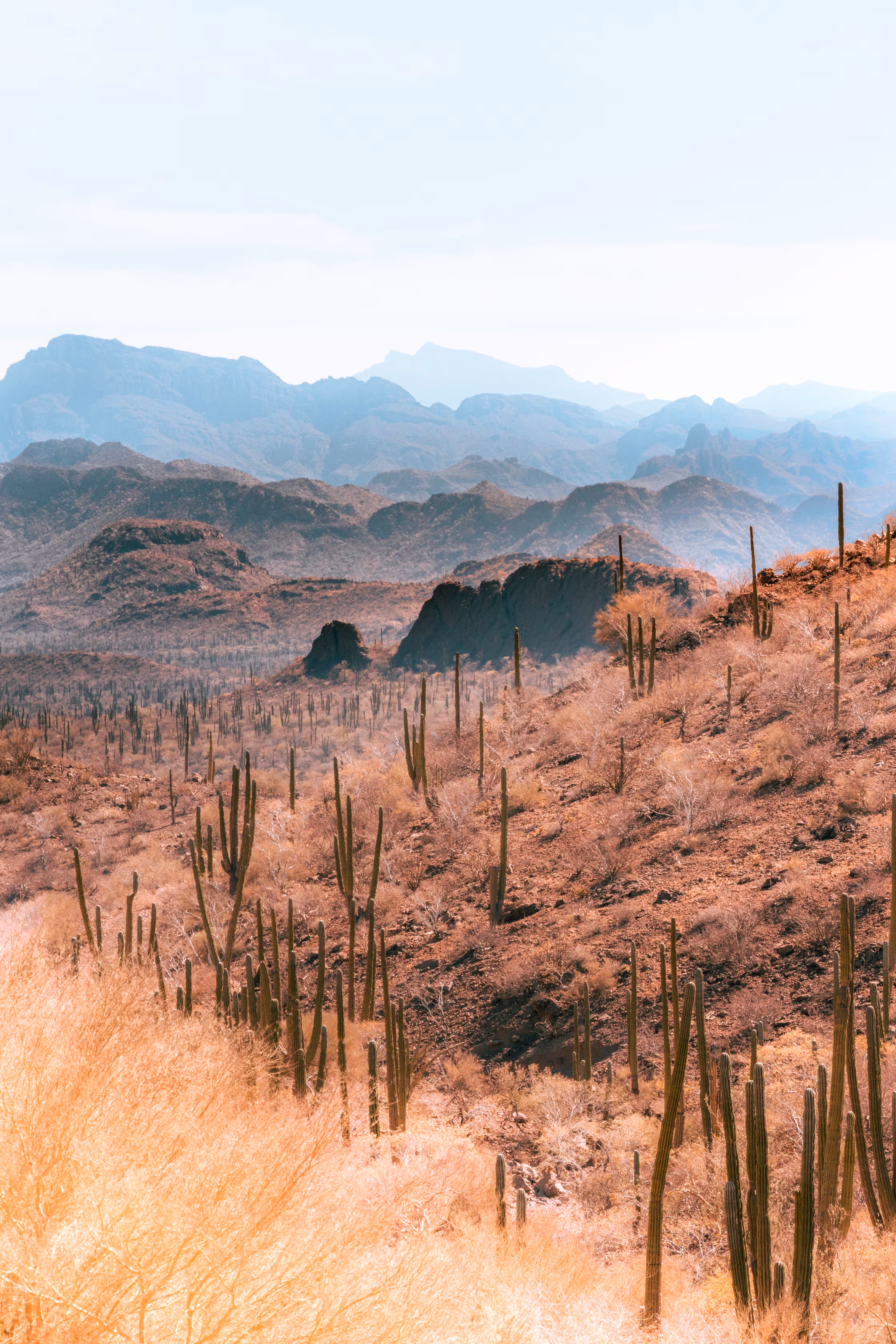 Land of Cacti