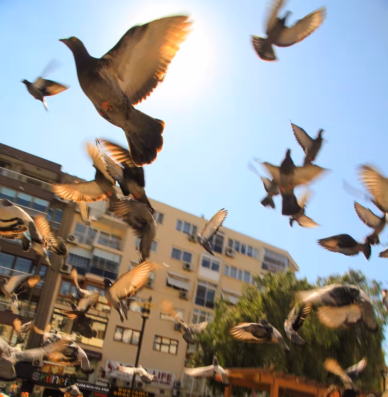Flight of Freedom