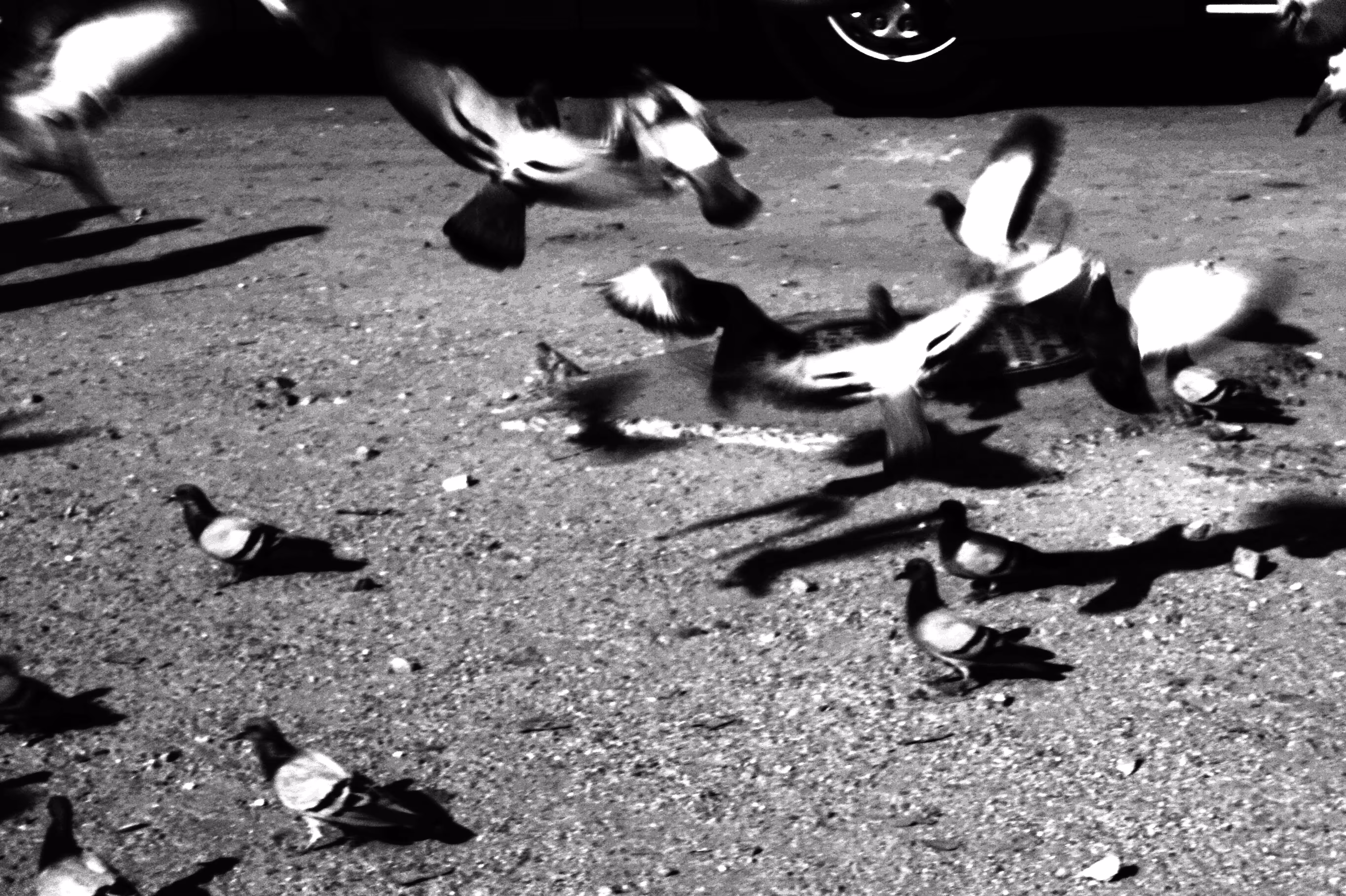 Free as a bird.