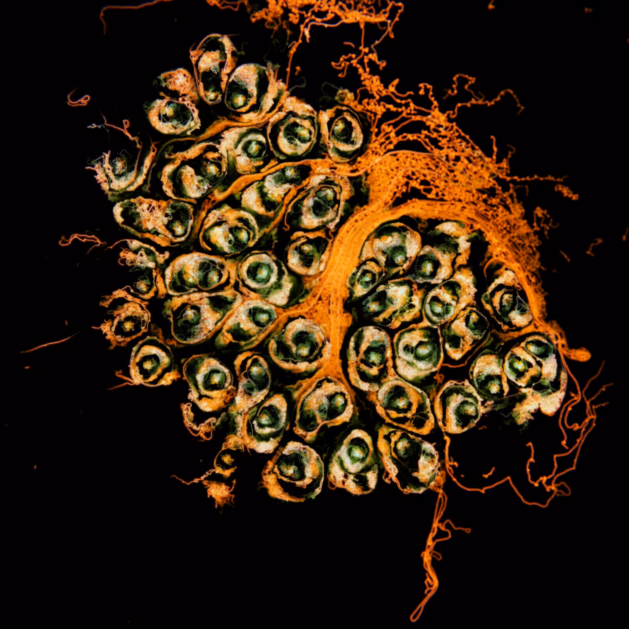 seeds