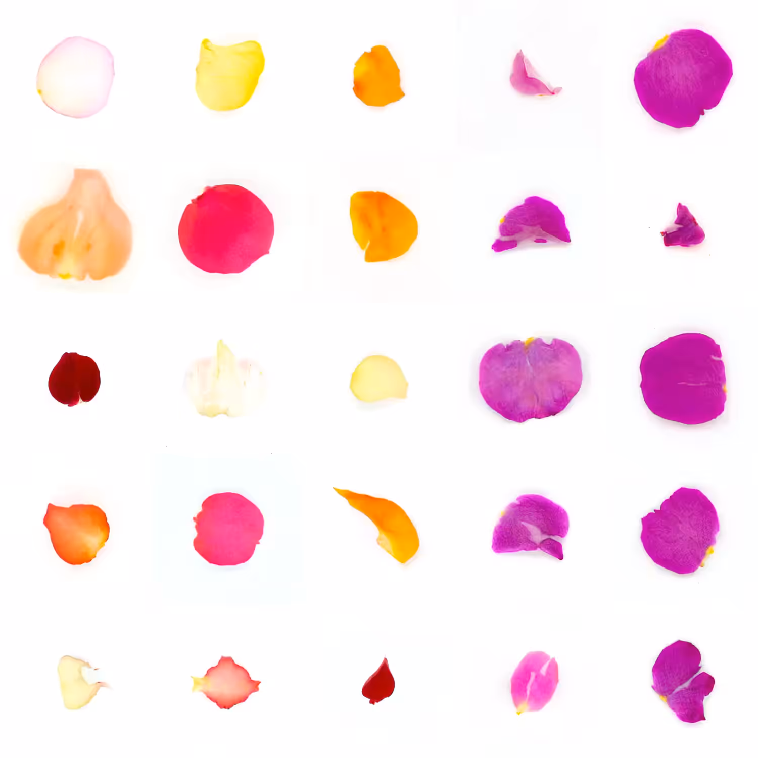 Infinite Petals 5x5#21105