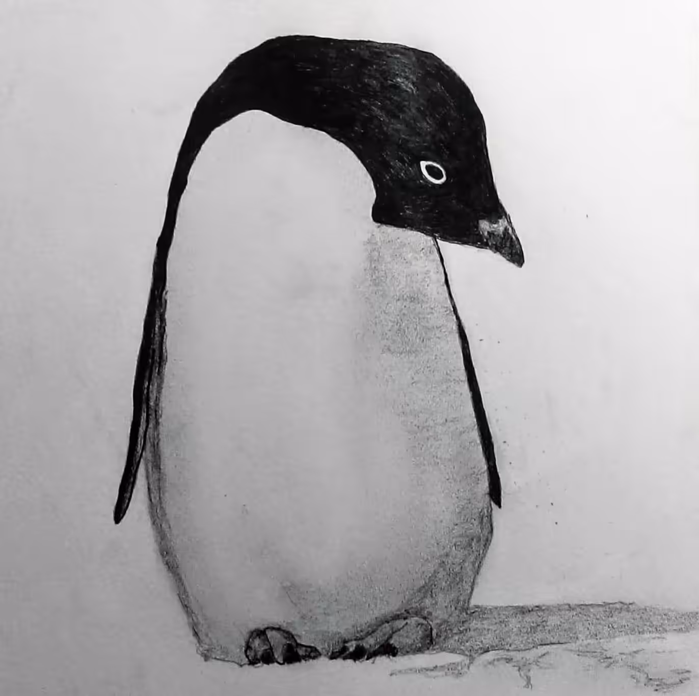 Adélie penguin
