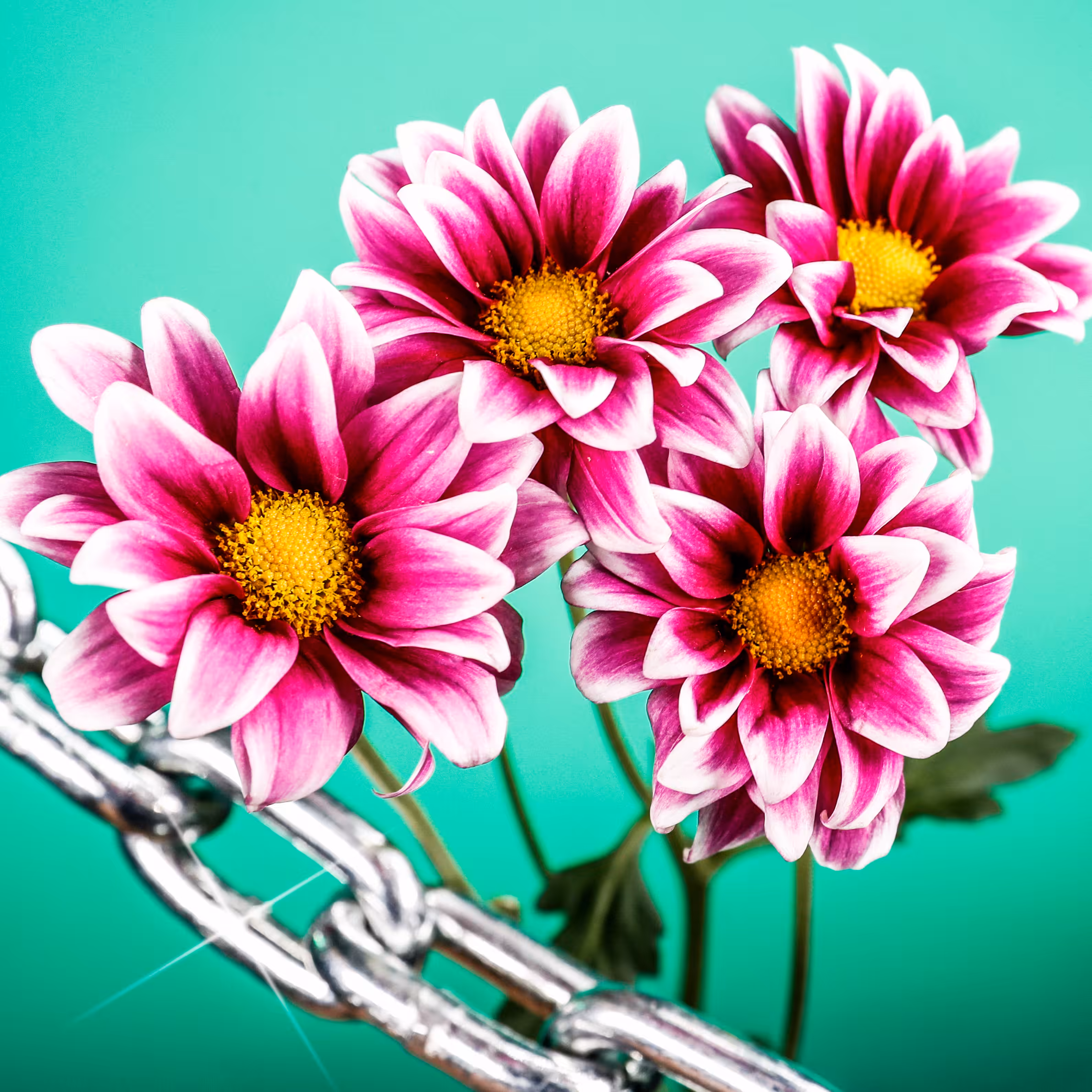 Flower #49