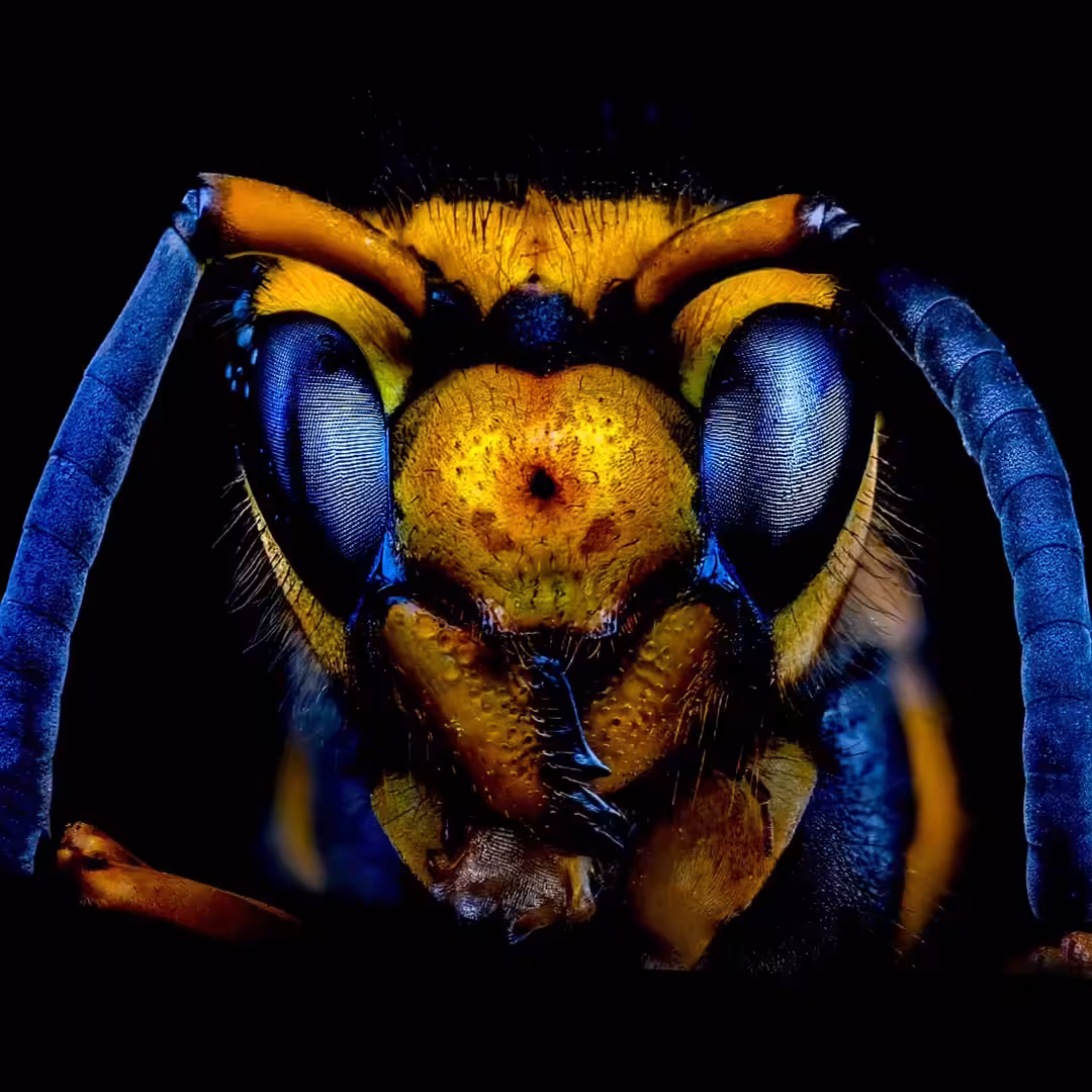 “Galactic Alien Insect Warrior-03”
