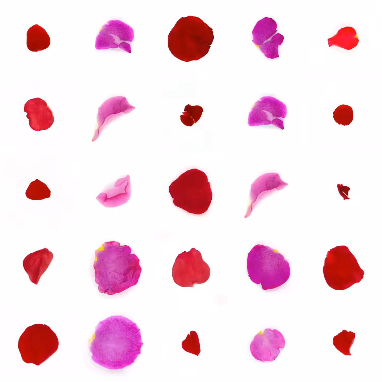Infinite Petals 5x5#20120
