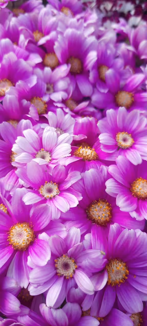 Happy Nowruz