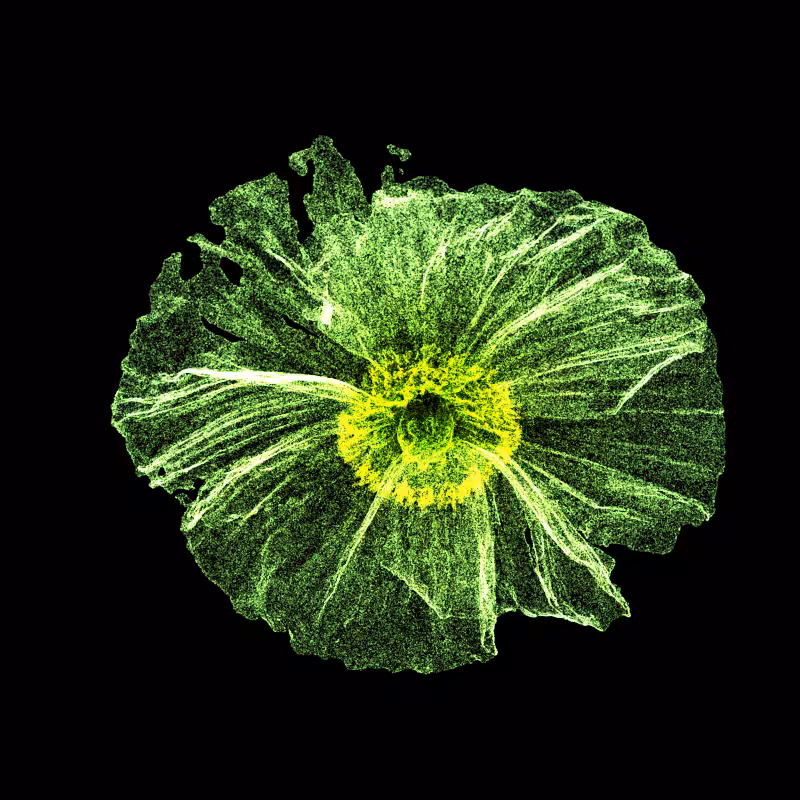 White Poppy 30 #283