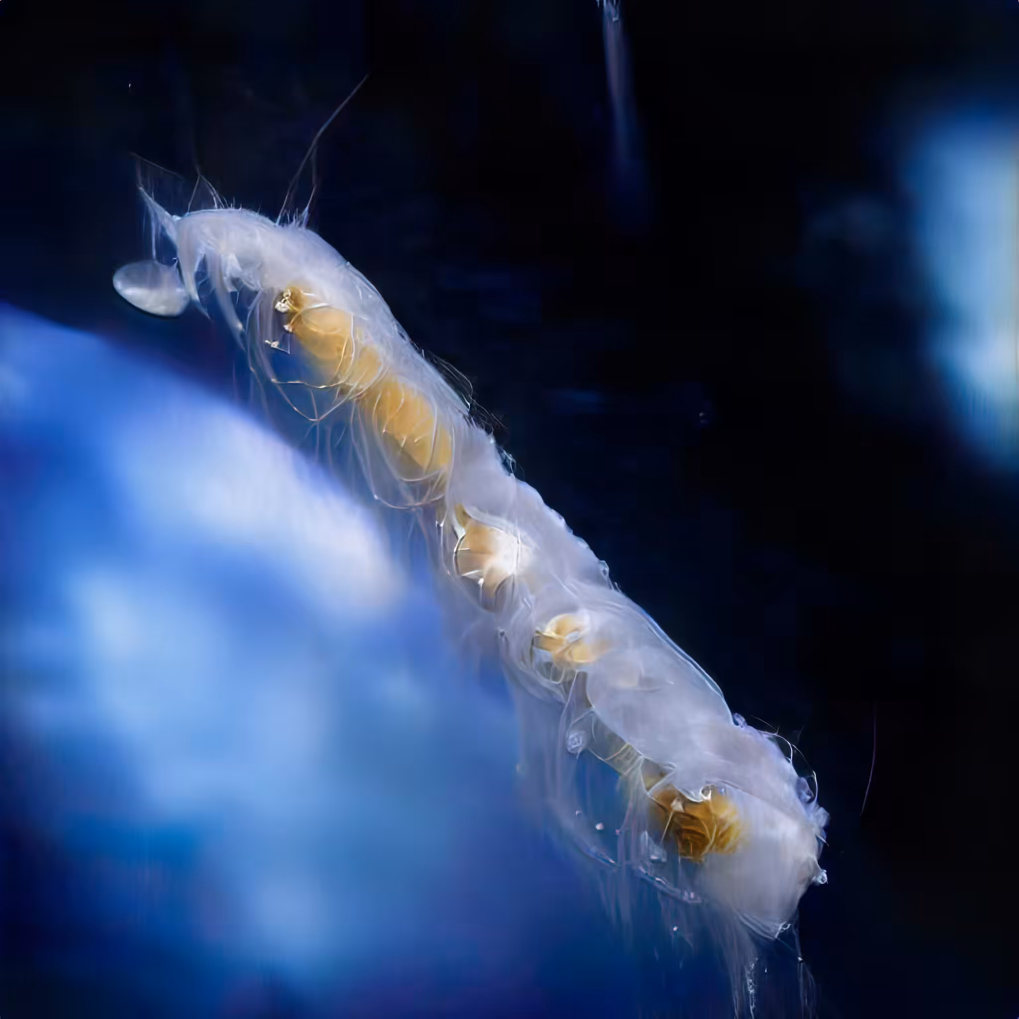 A Gelatinous Beginning 00038