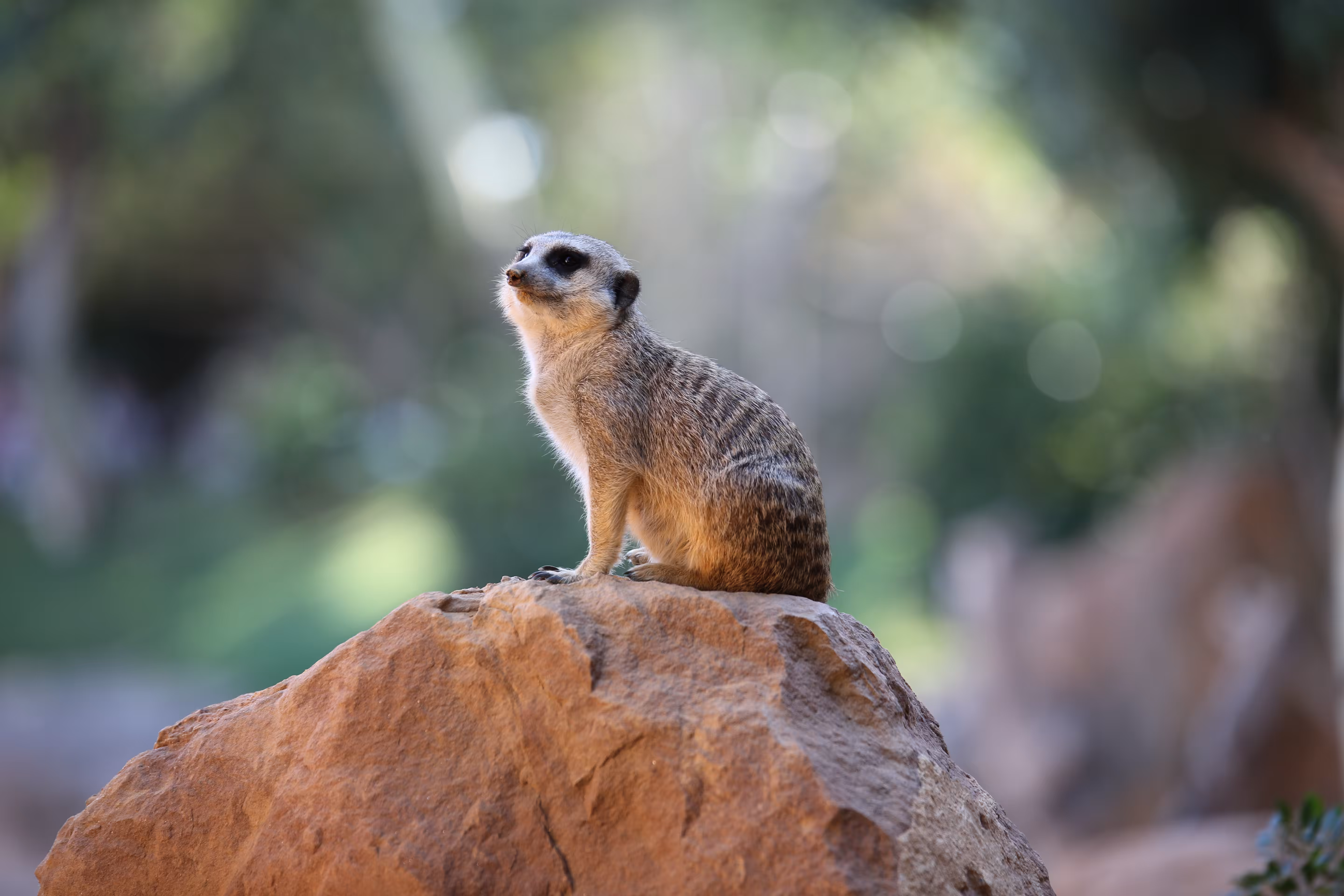 Meerkat model