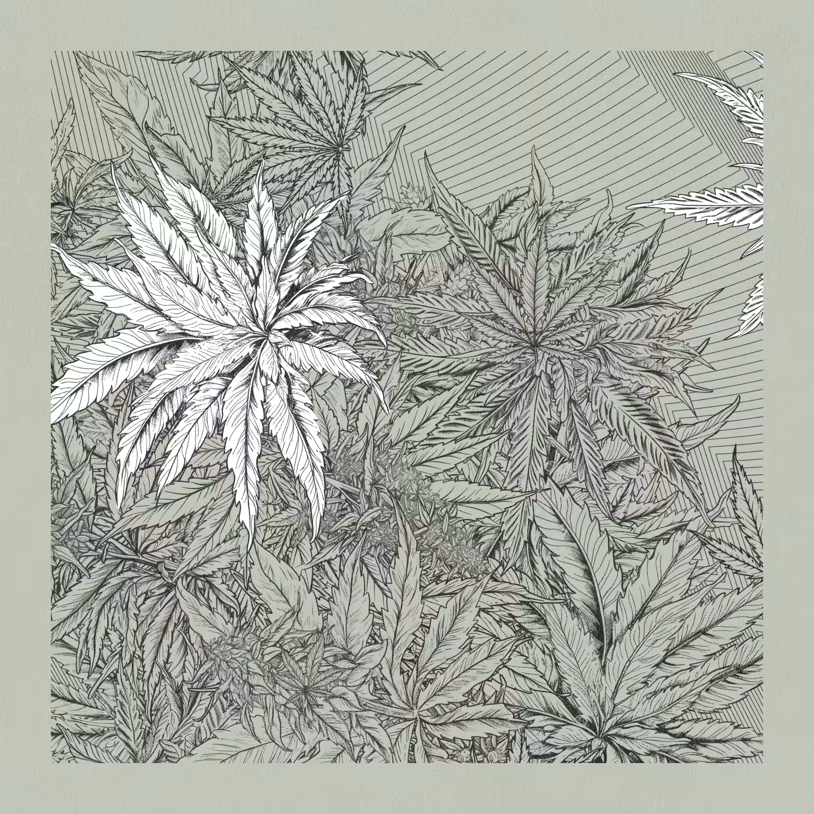 zancannabis #185