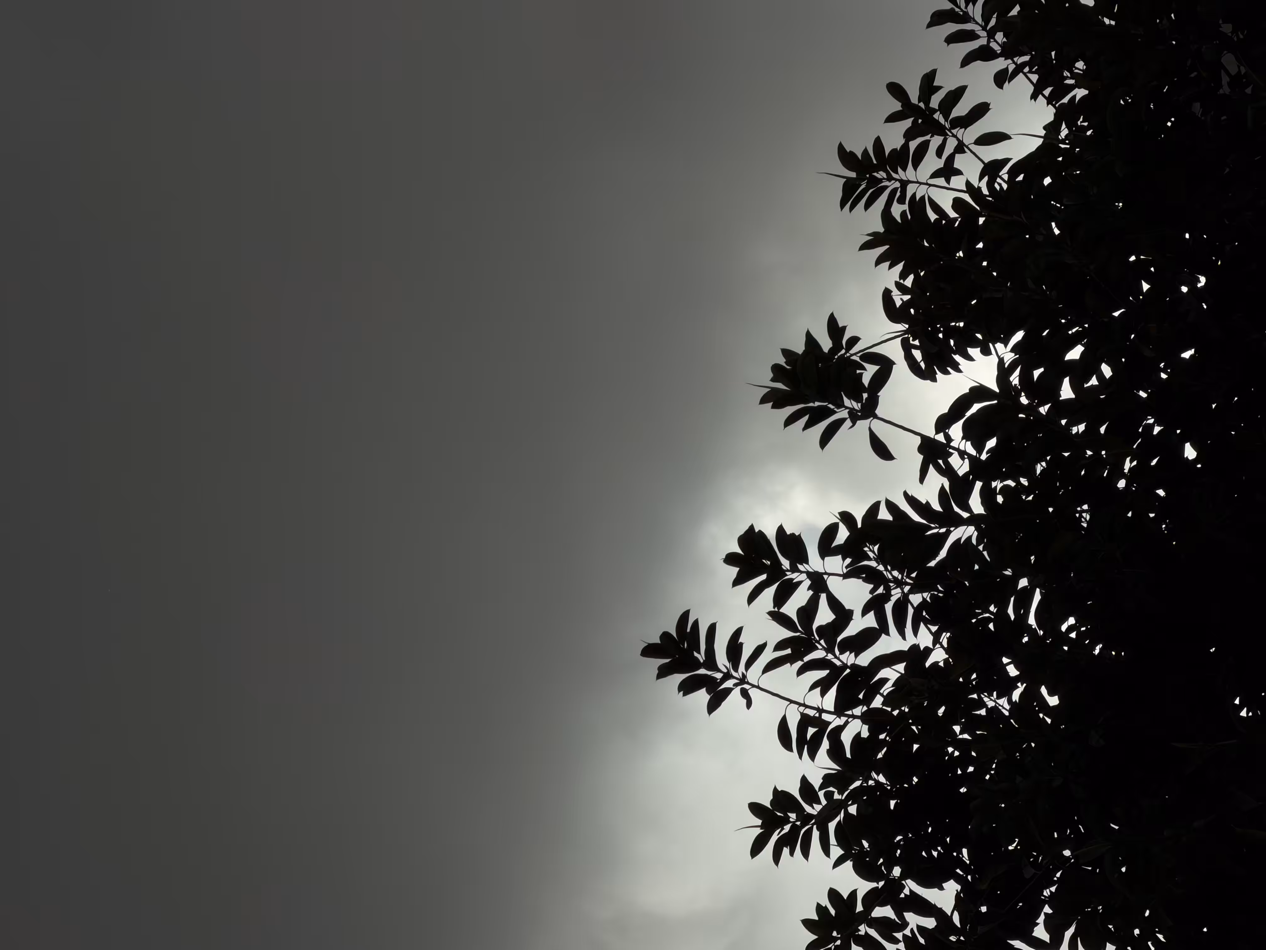Echoes of the Coming Rain