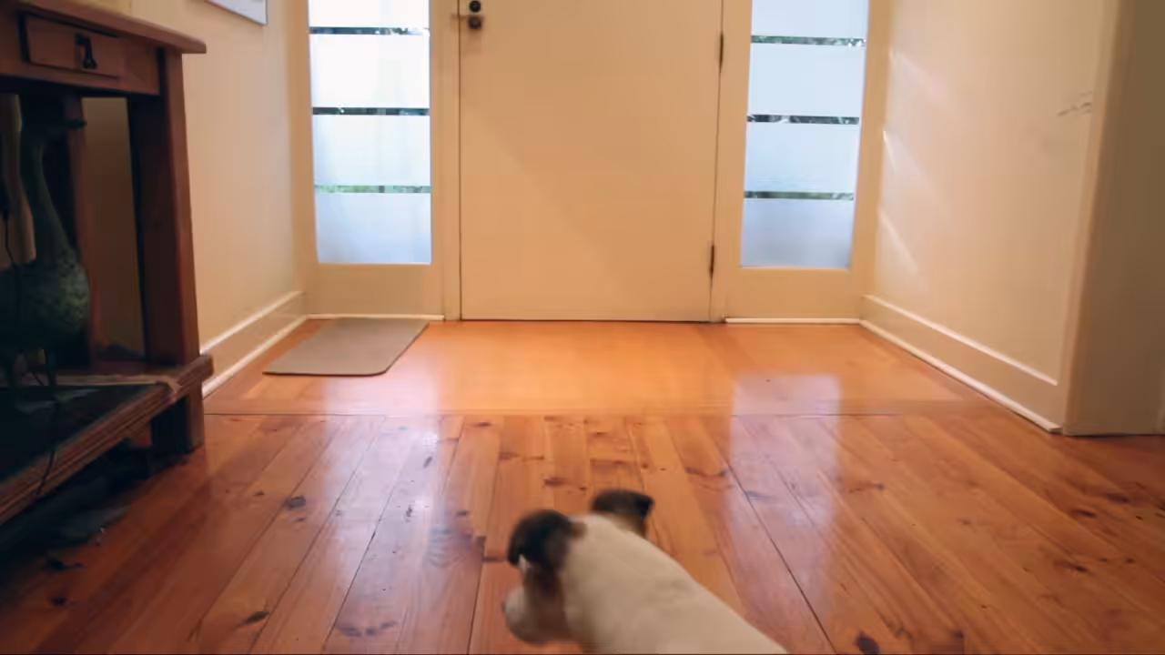 exponential doggo