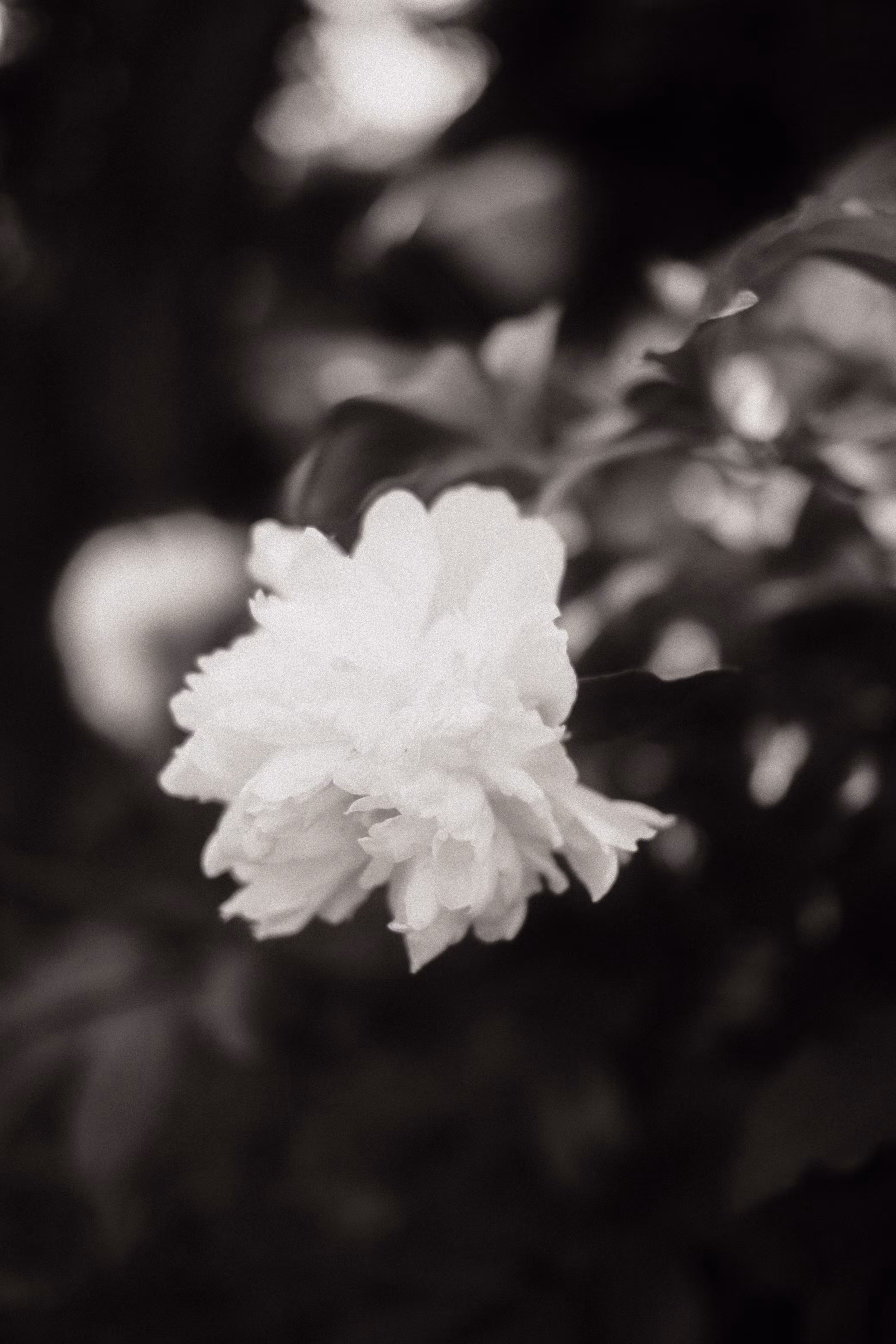 White peony