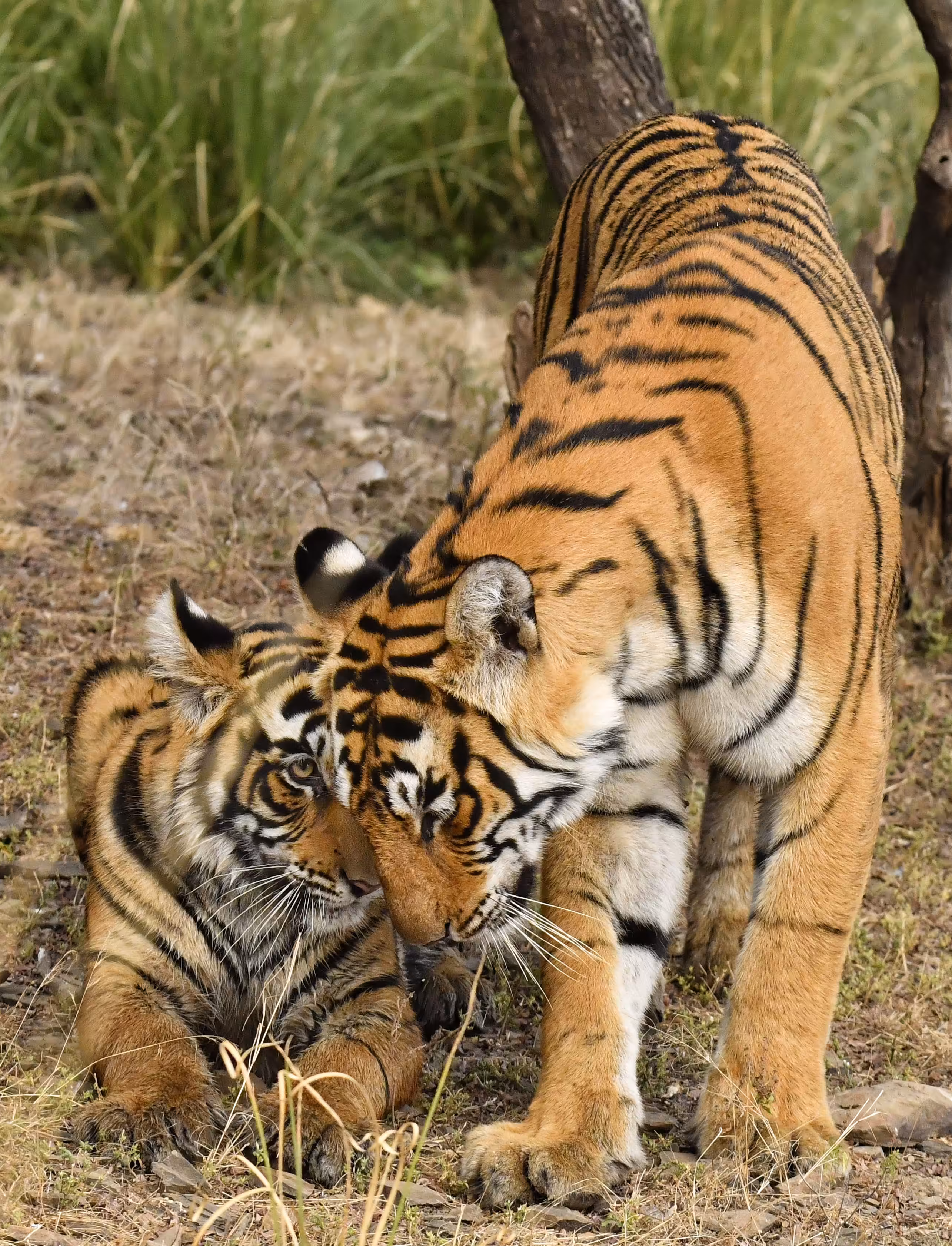 TIGER TRAILS #19