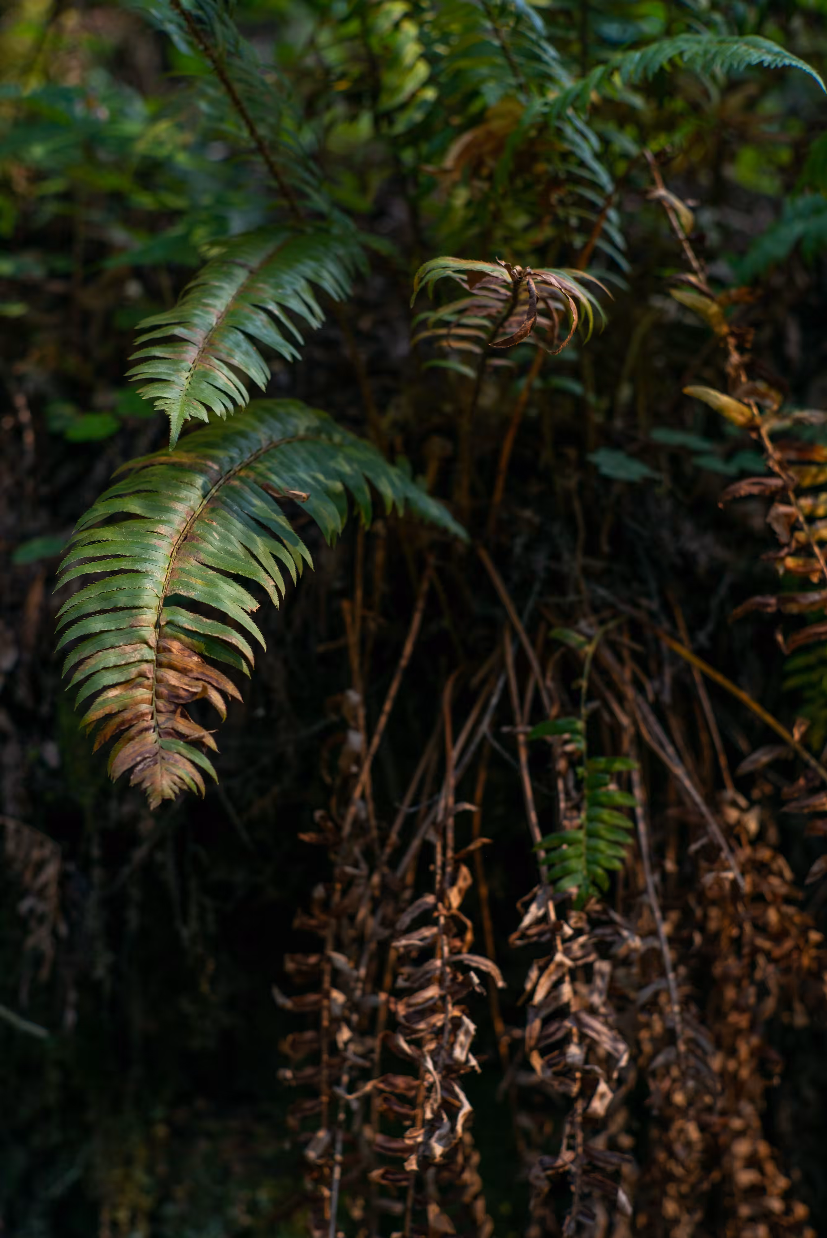Poetree: In Sap and Leaf and Wood