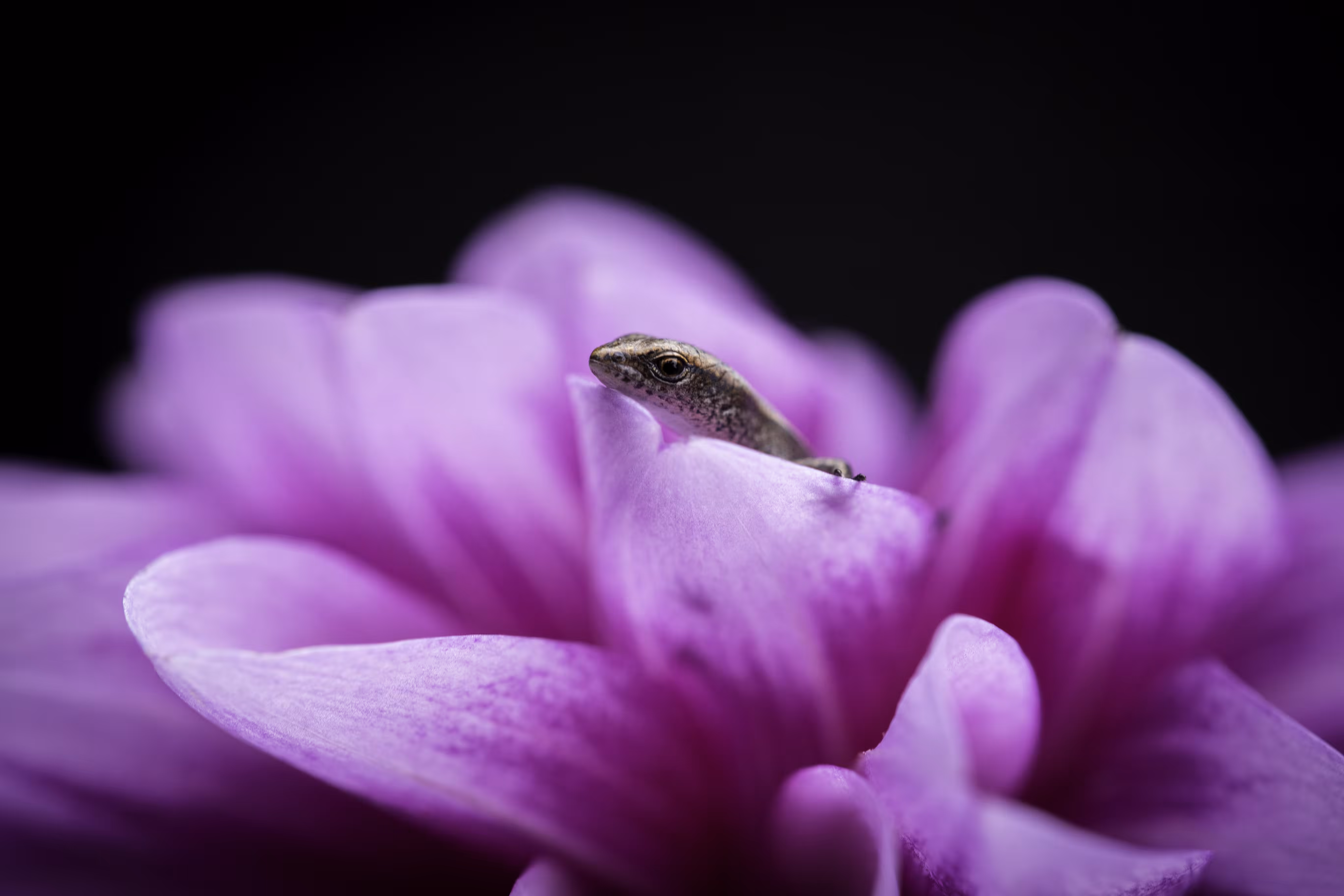 Lavender Lizard