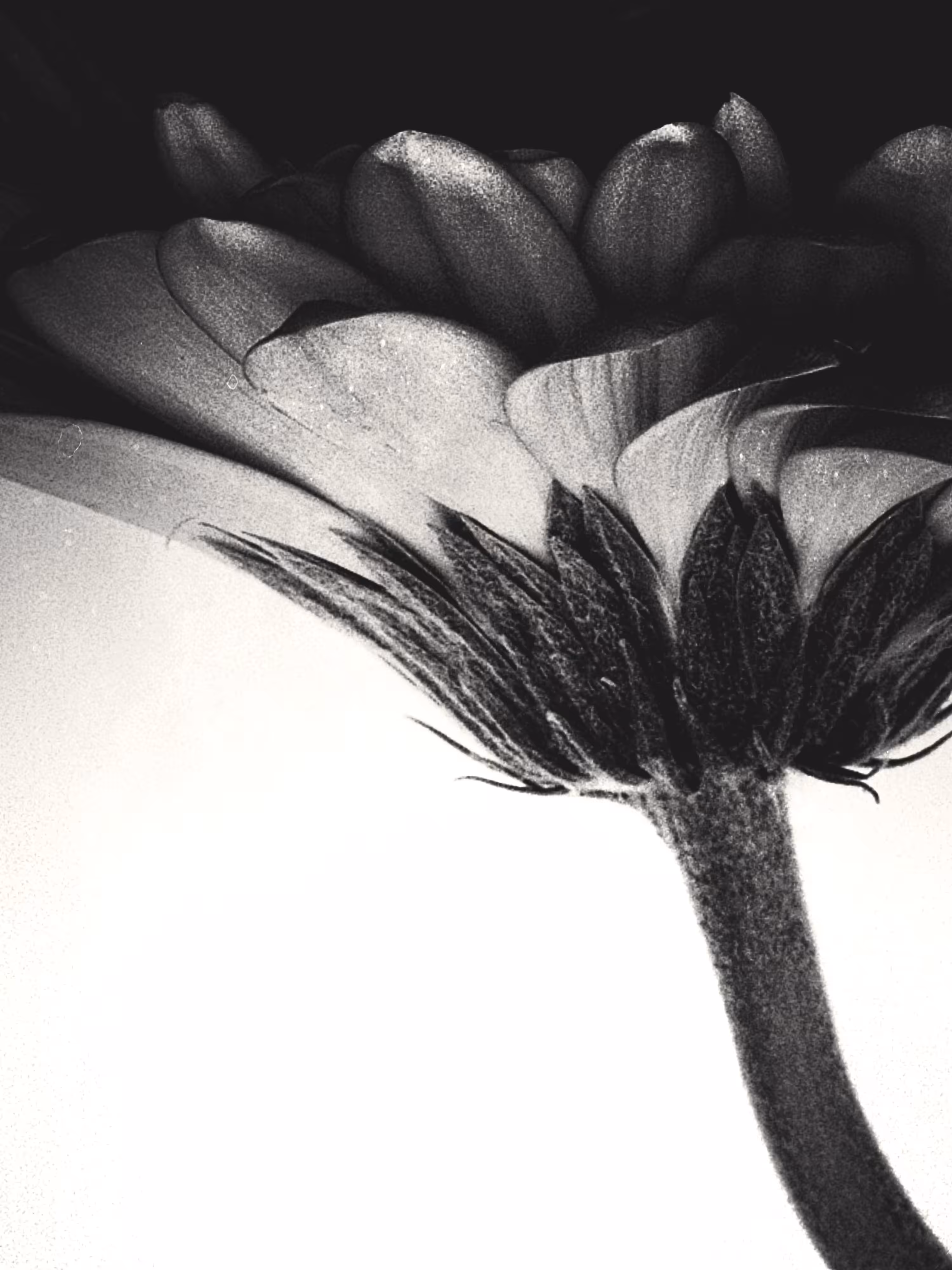 gerbera