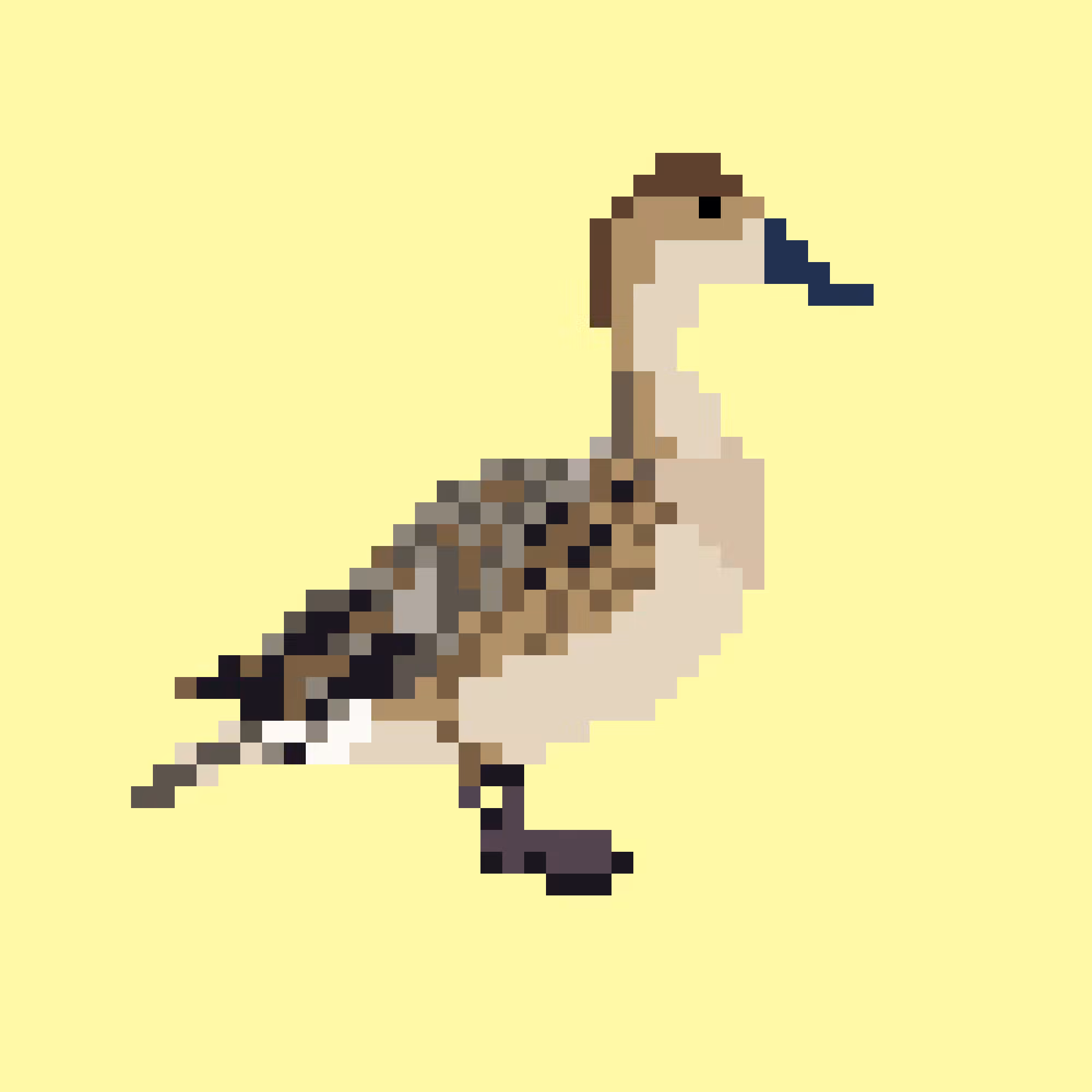 Northern Pintail (F)