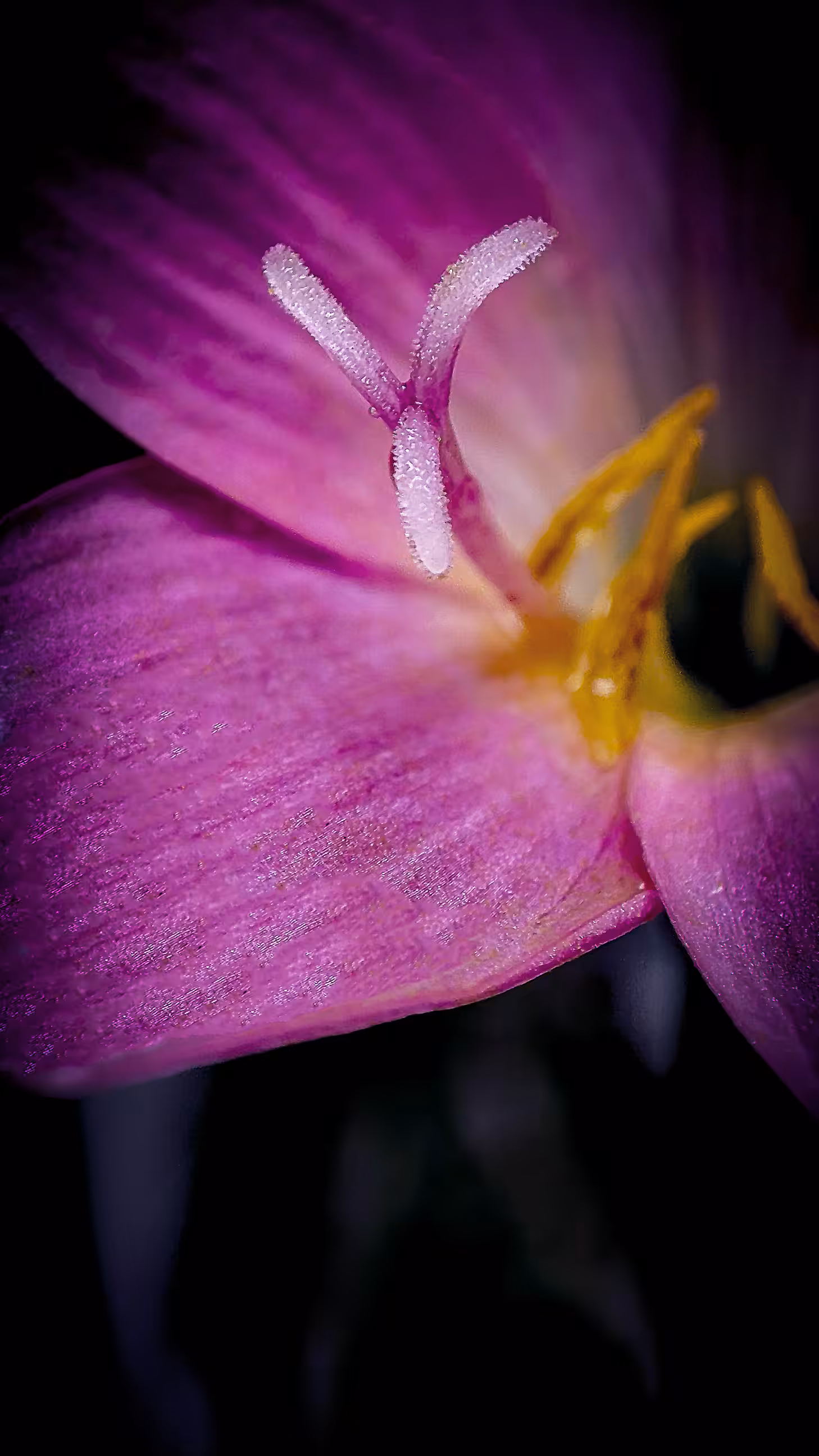 "Habranthus robustus"