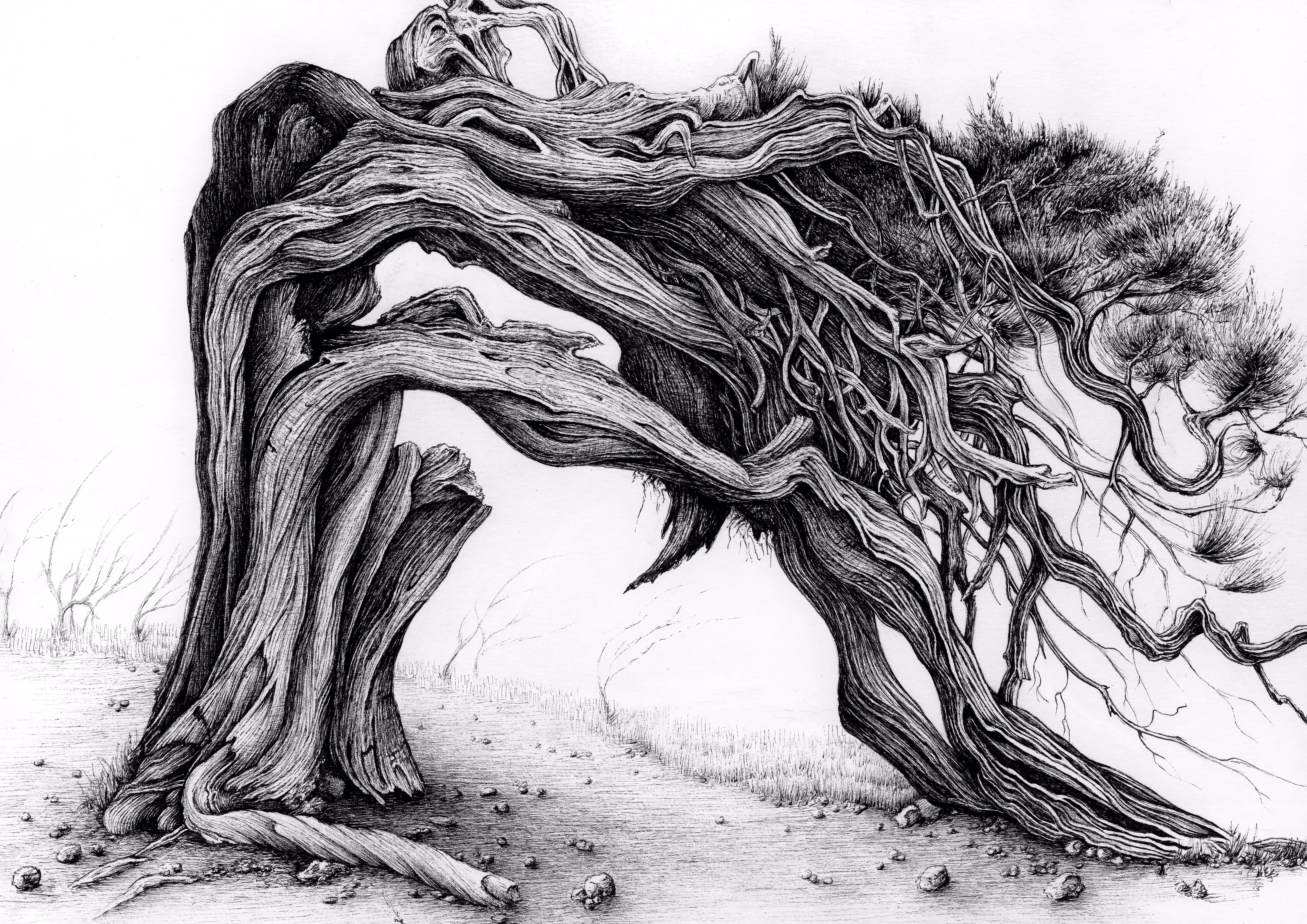 Juniper 1