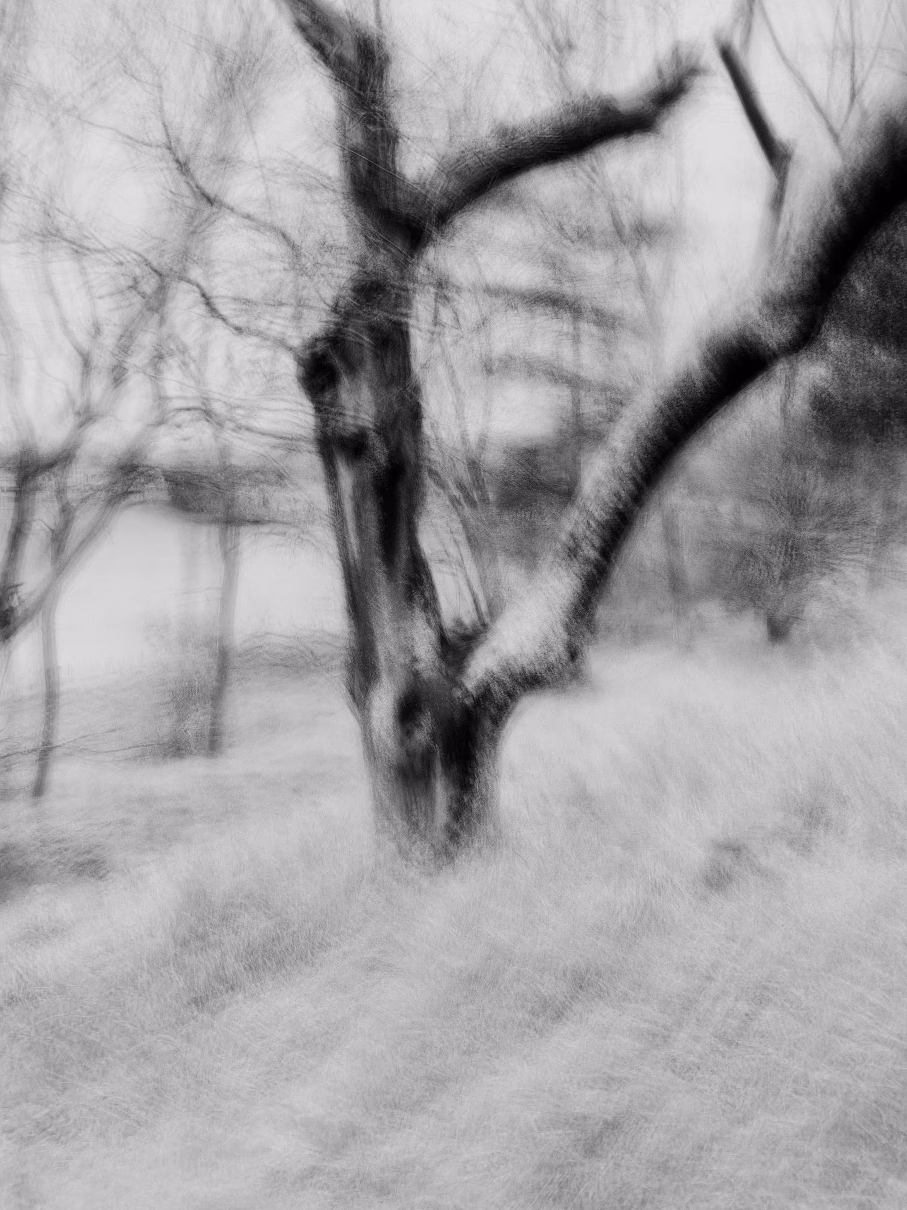 Winter Tree, High Key