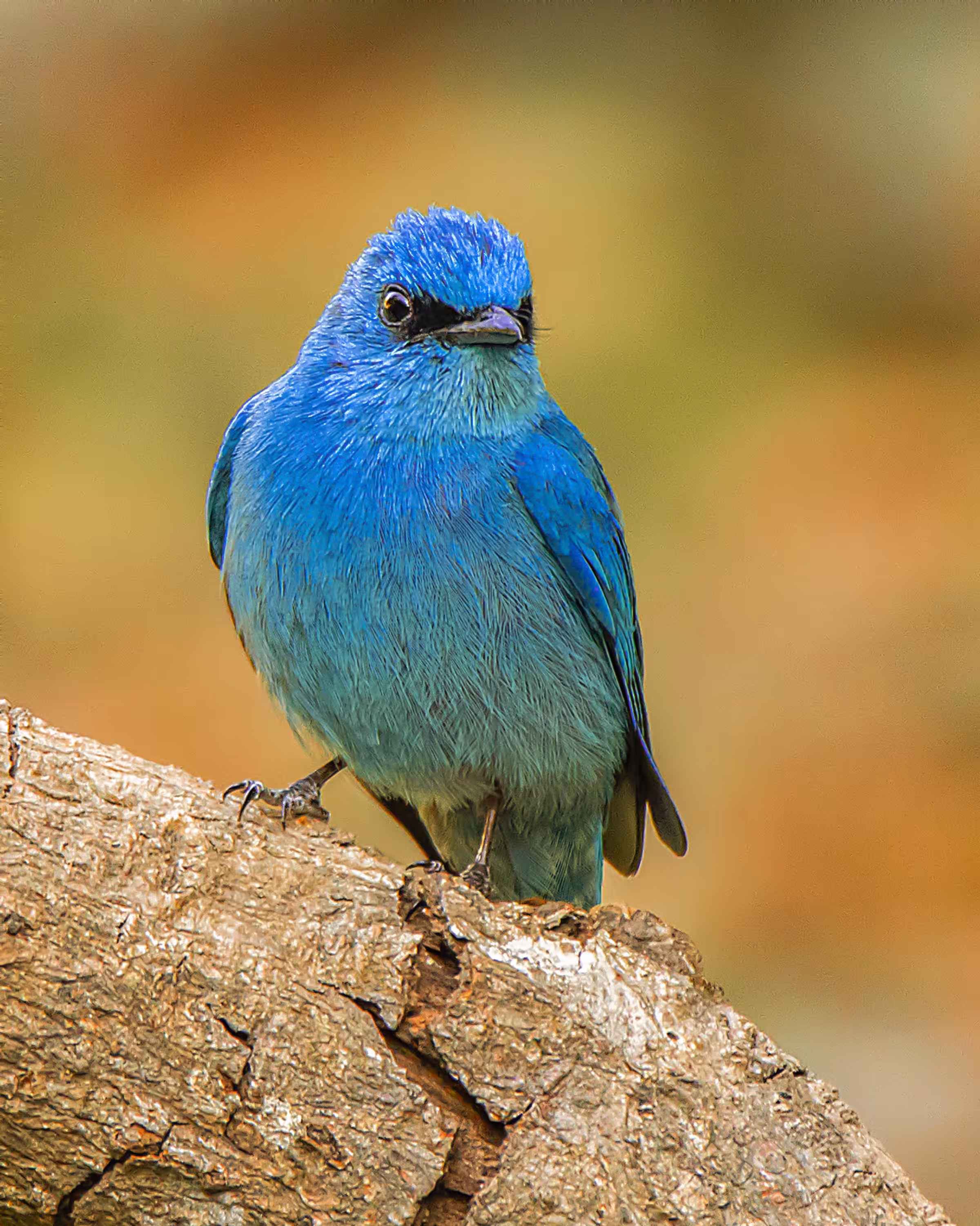 Verditer Flycatcher