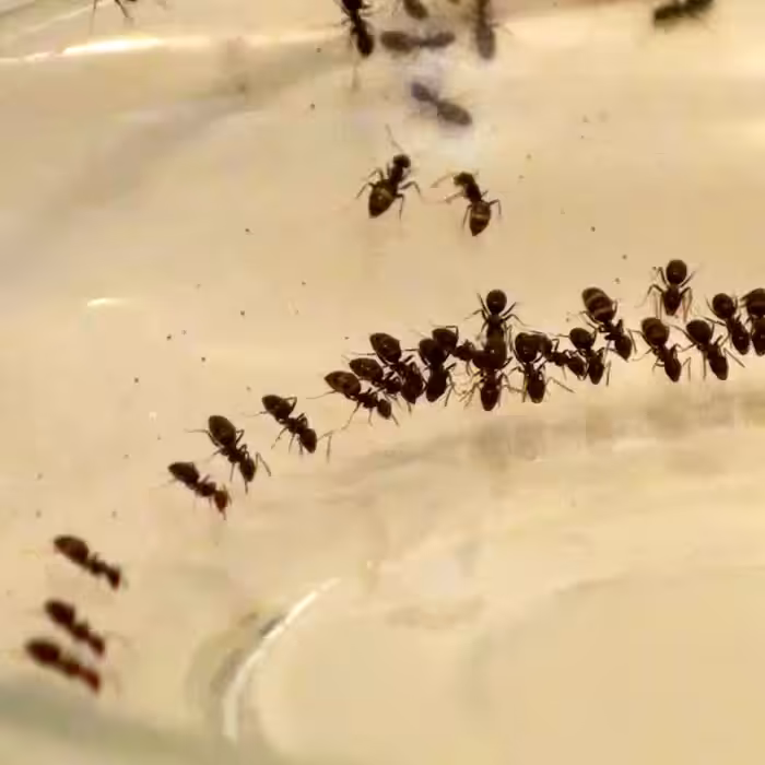 ant art