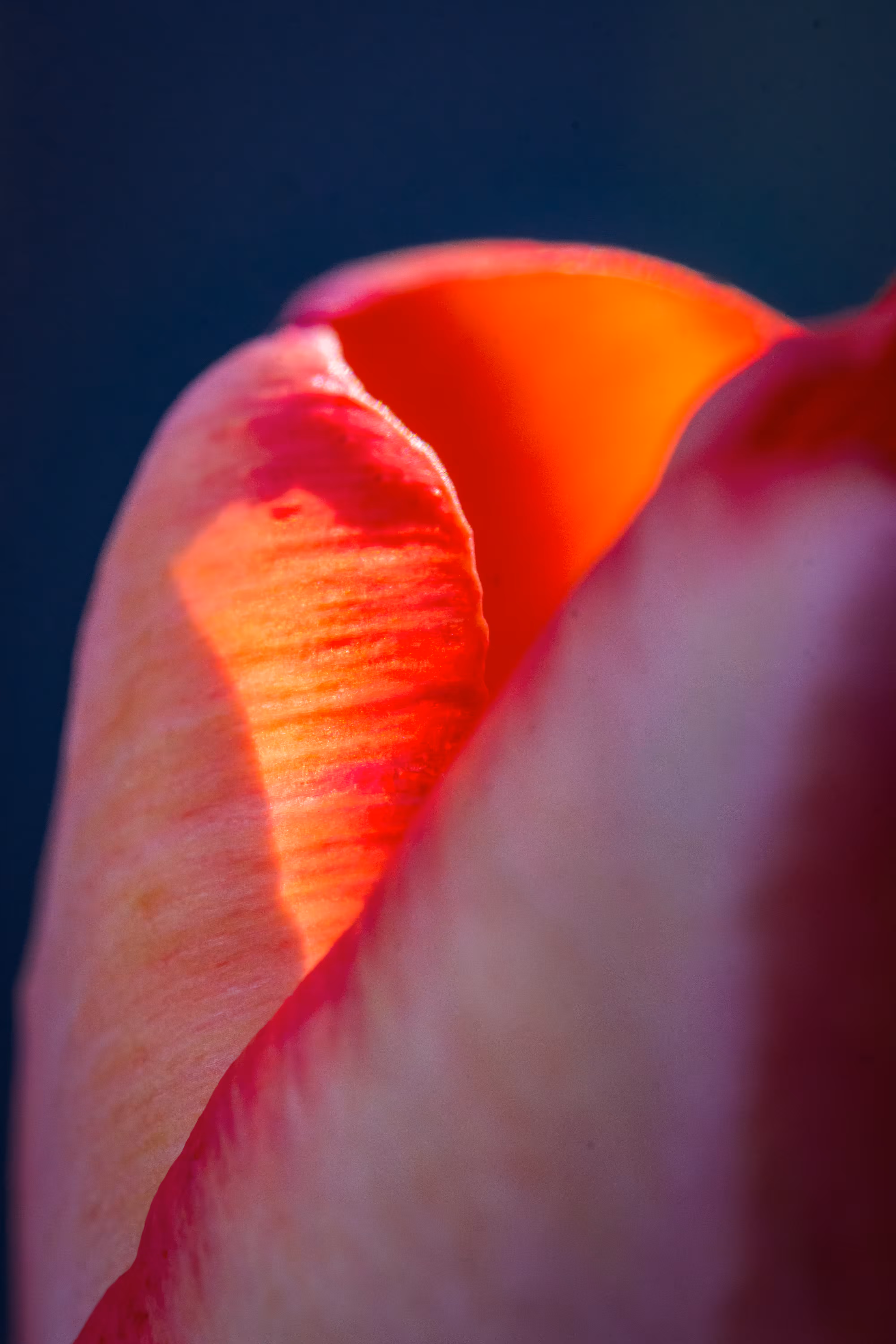 Let Your Light Shine Through