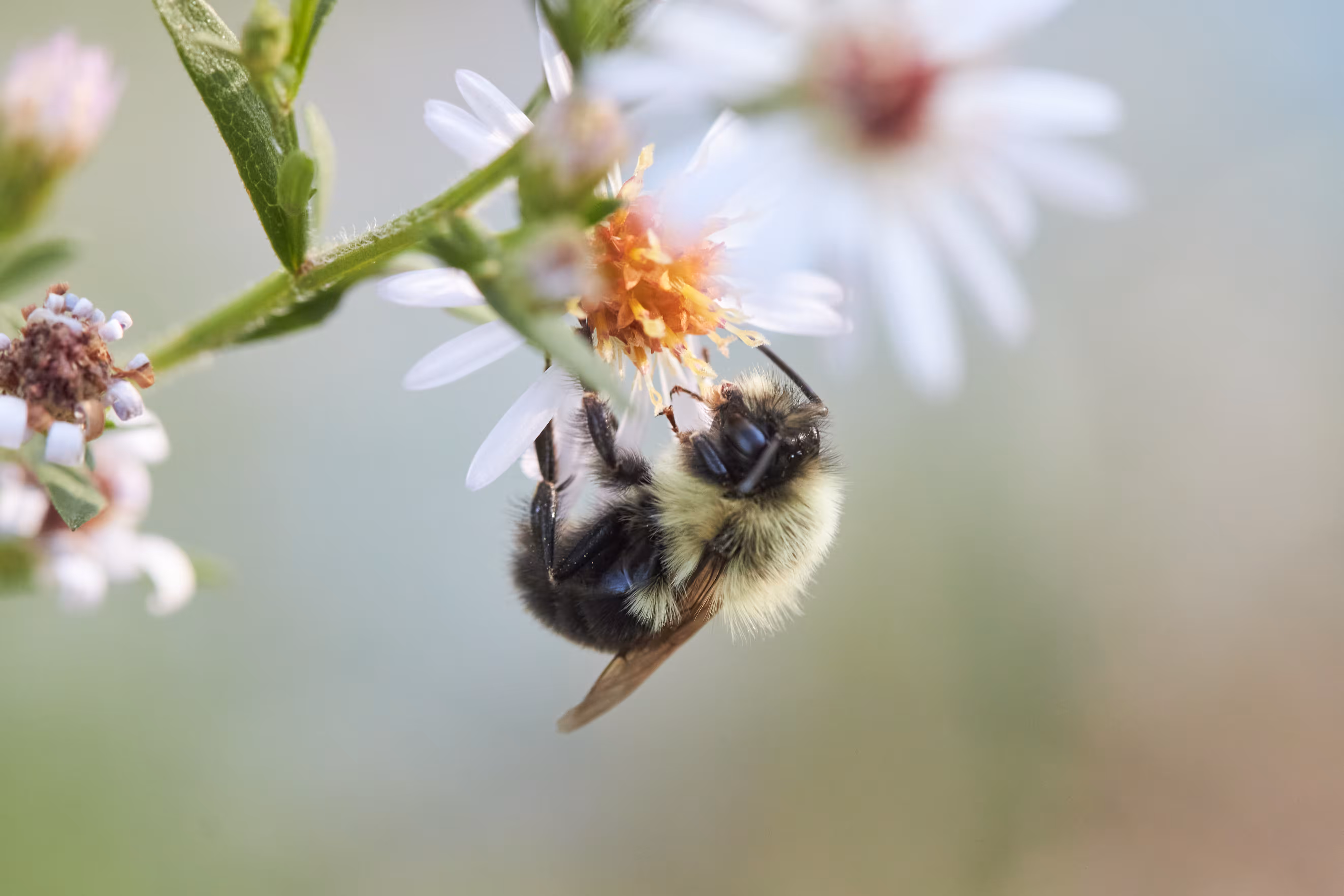 bee clean