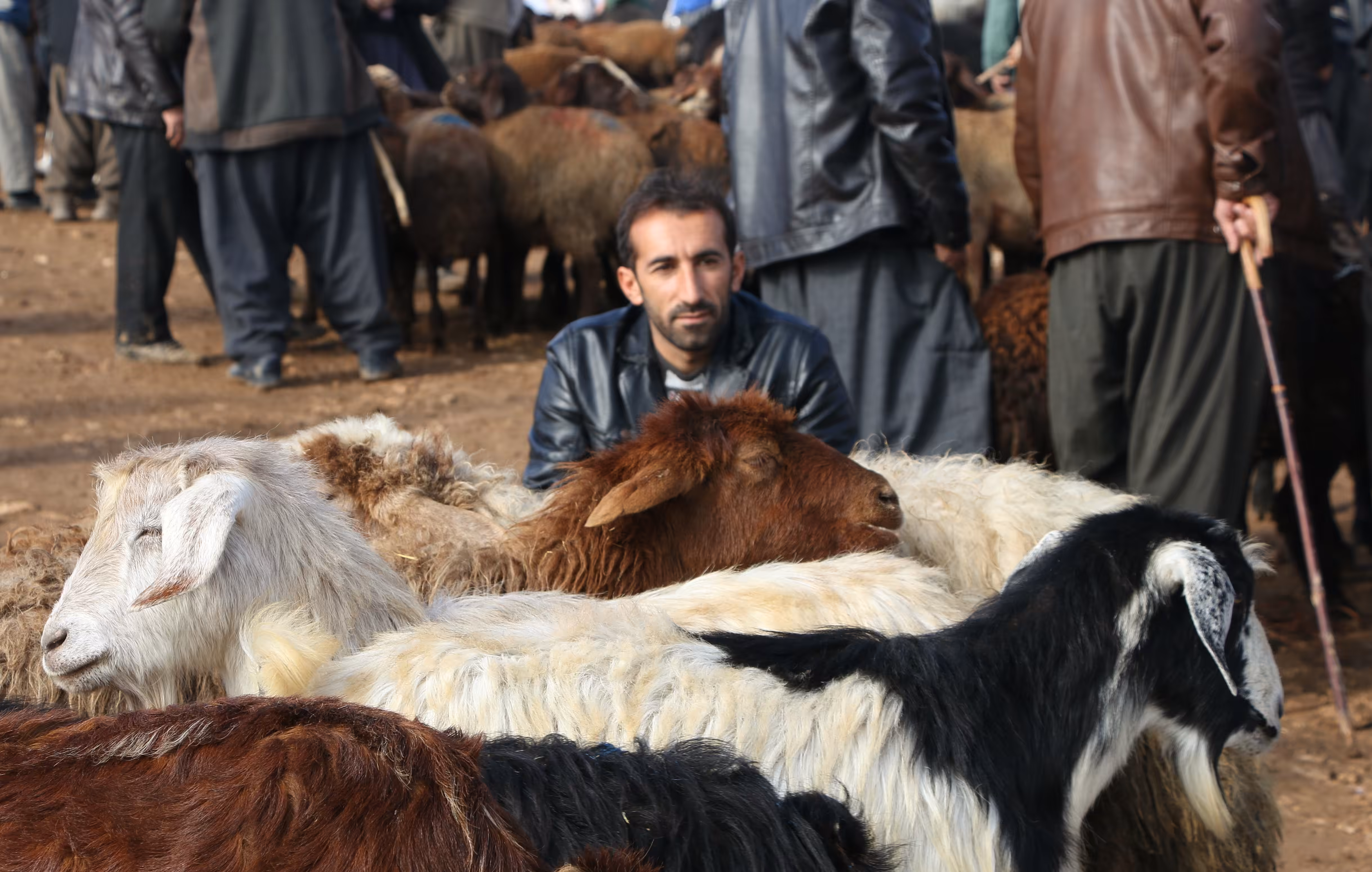 Sheep market