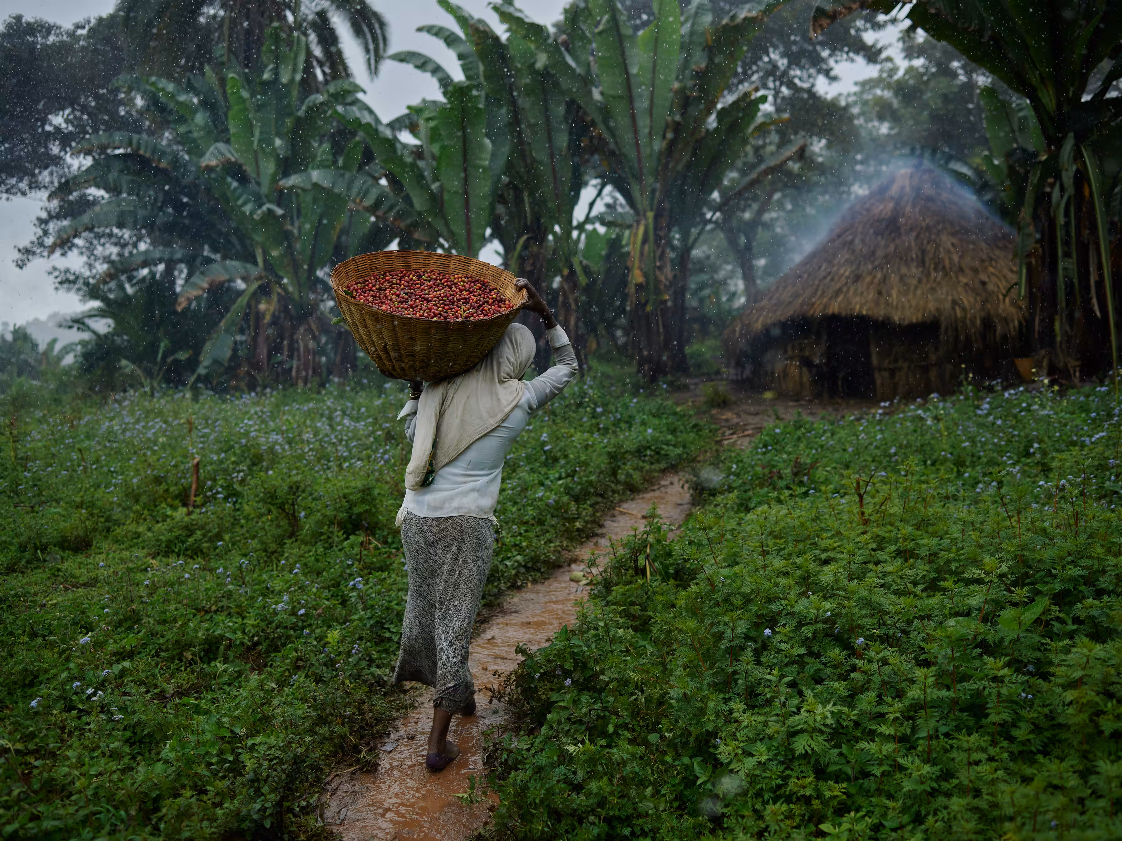Ethiopia - Freshly Harvested Forest Coffee Cherries