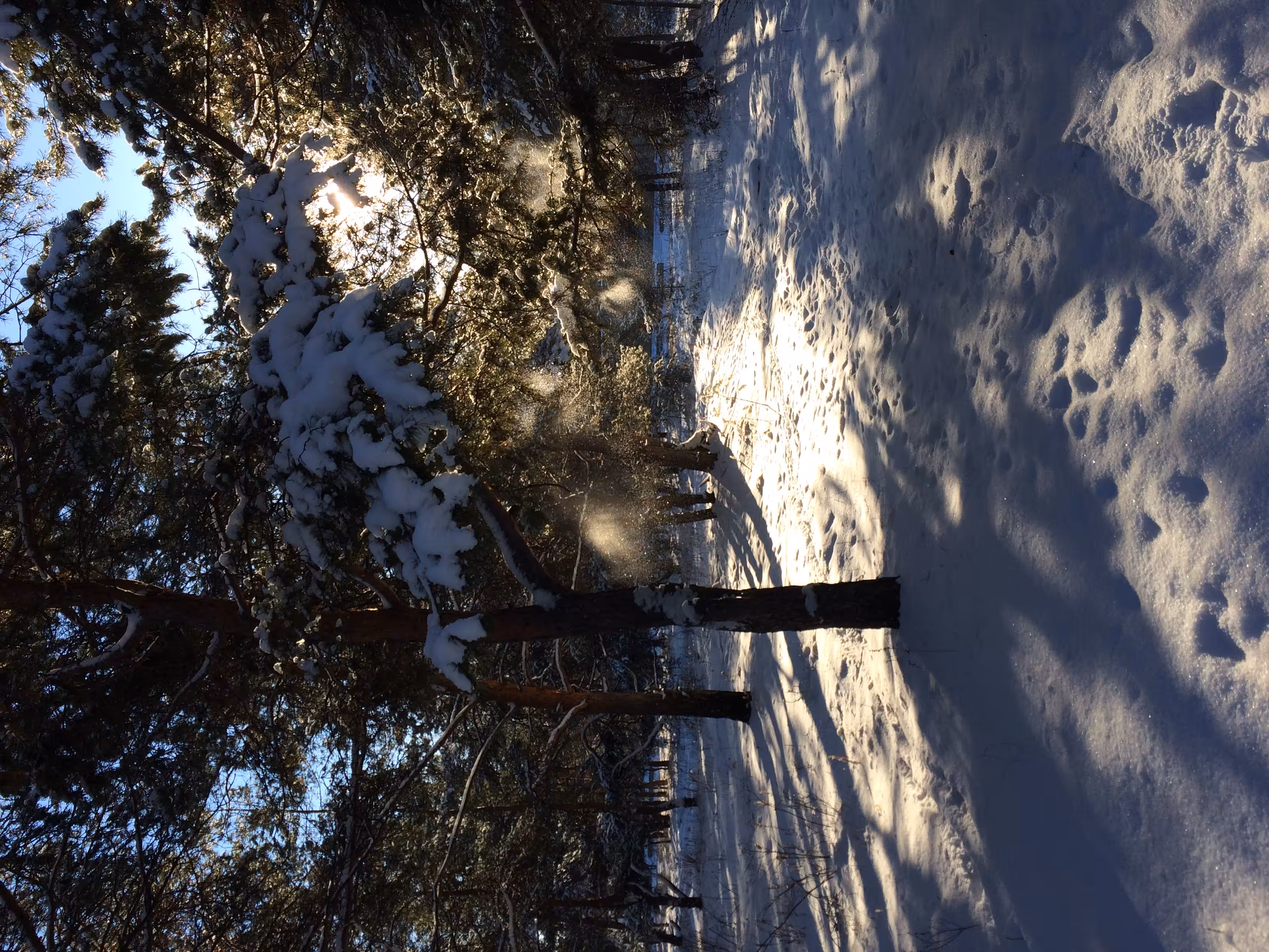 A snowy fairy tale