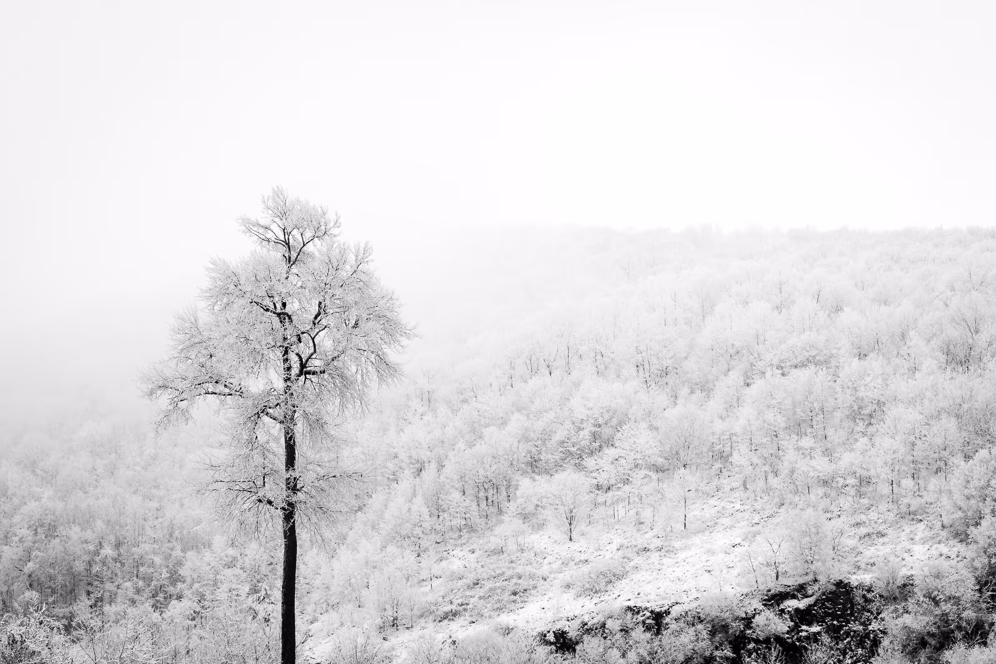 Winter Wonderland #1