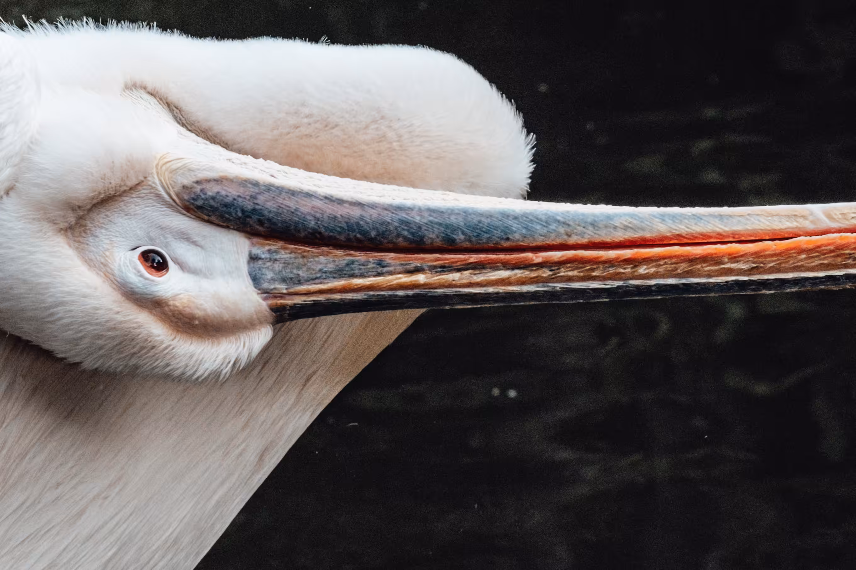 Bird Invert