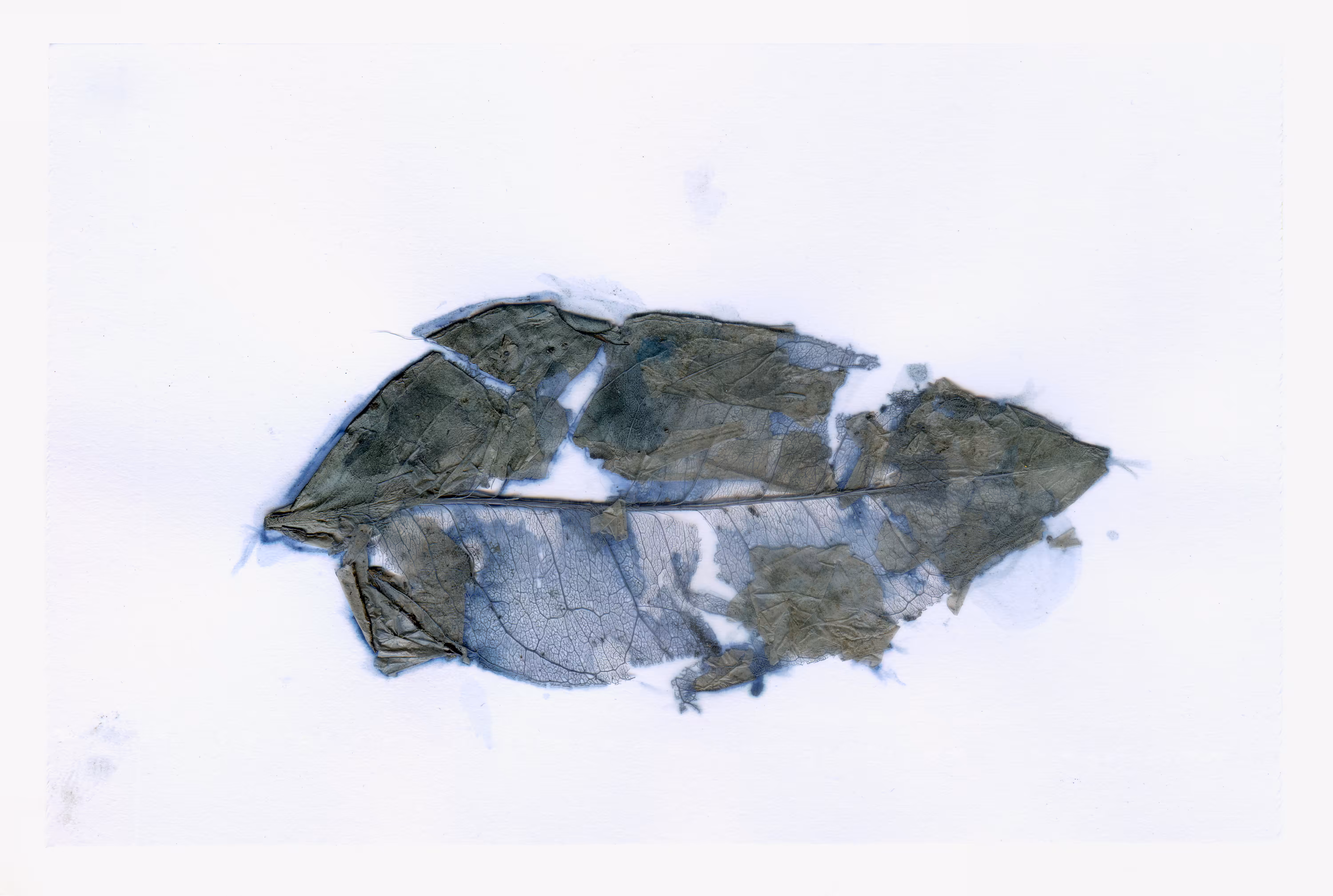 untitled (decomposing leaf in waste ink)