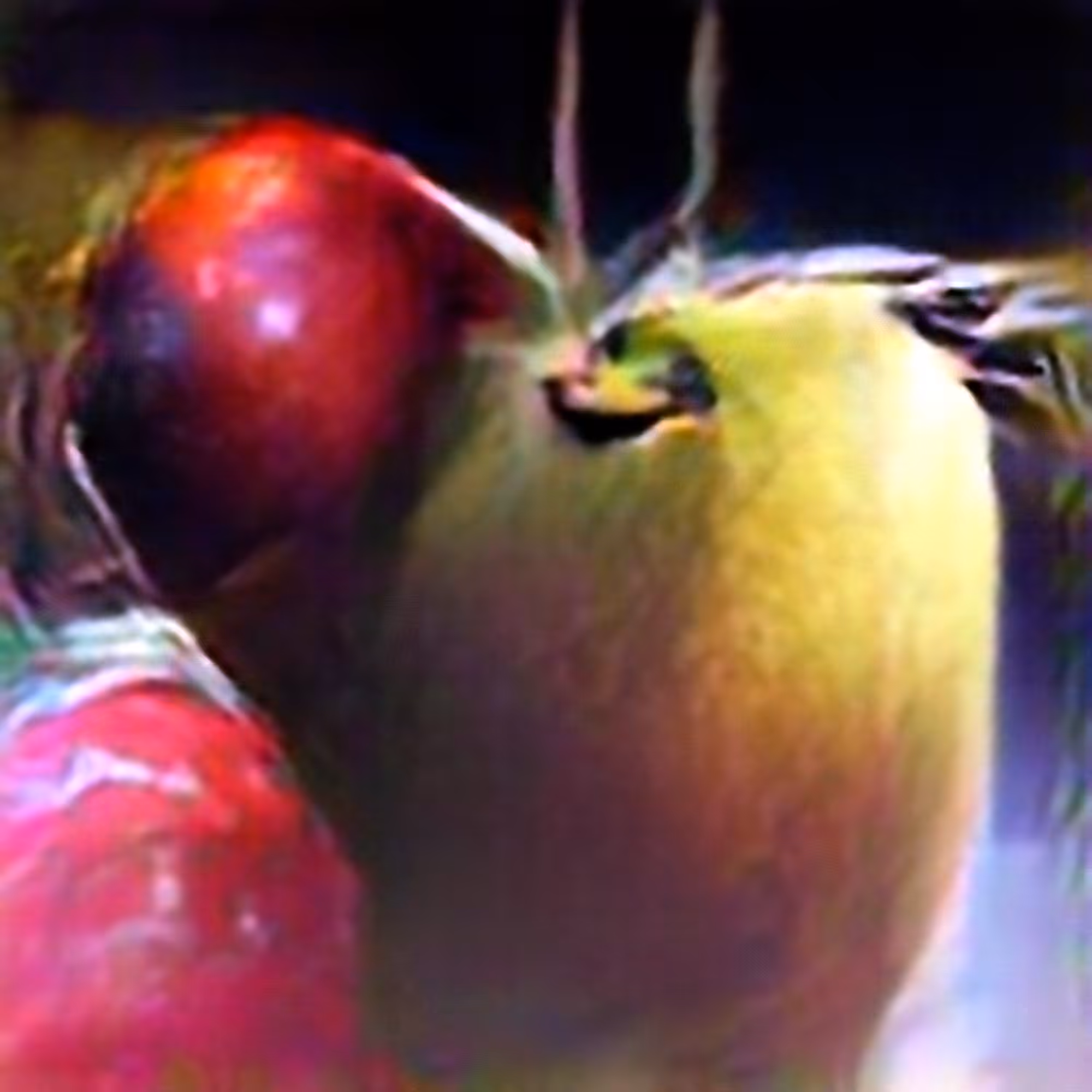 Apple #7 (Corpus: Still Life Objects of the Renaissance)