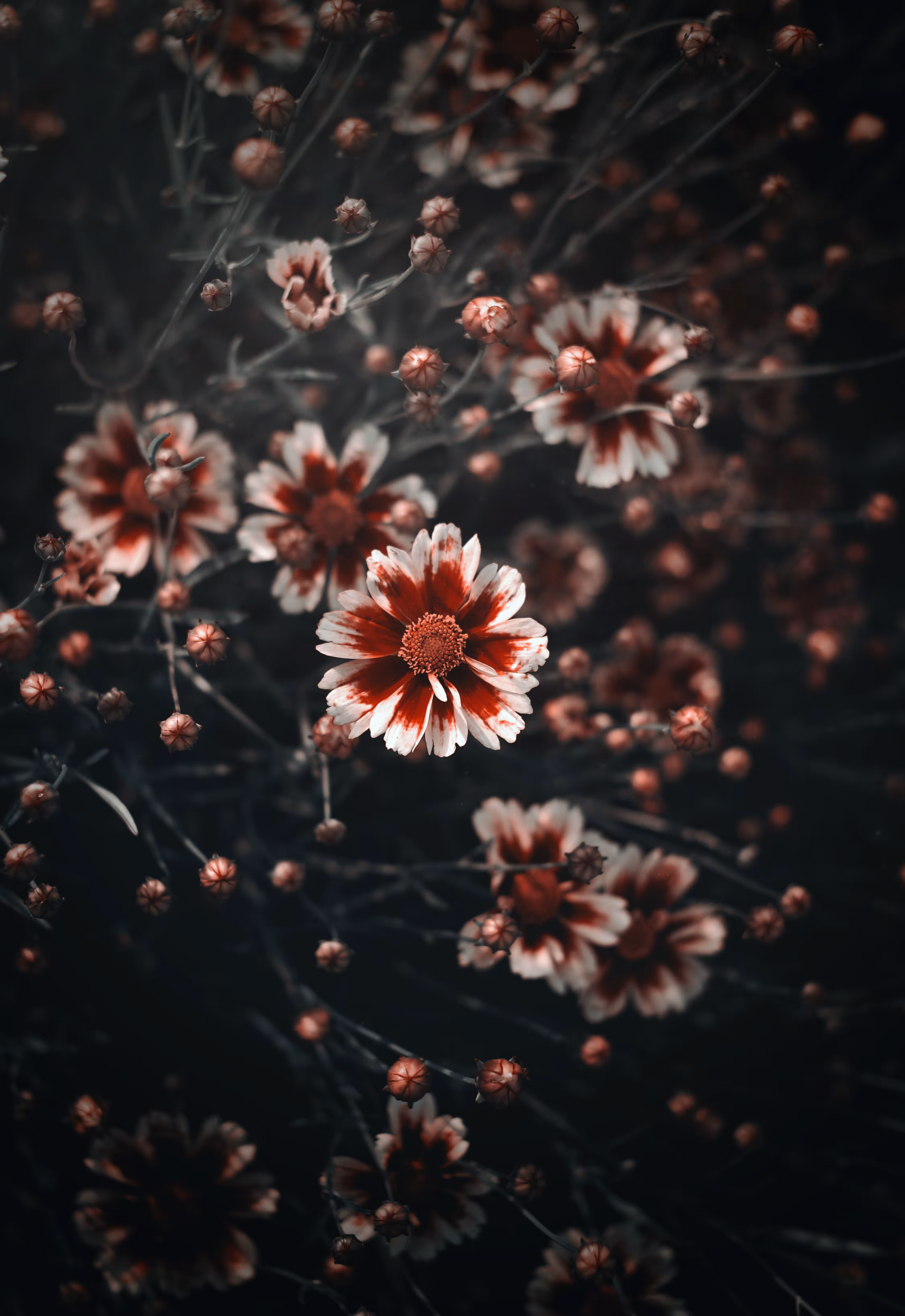 Coreopsis
