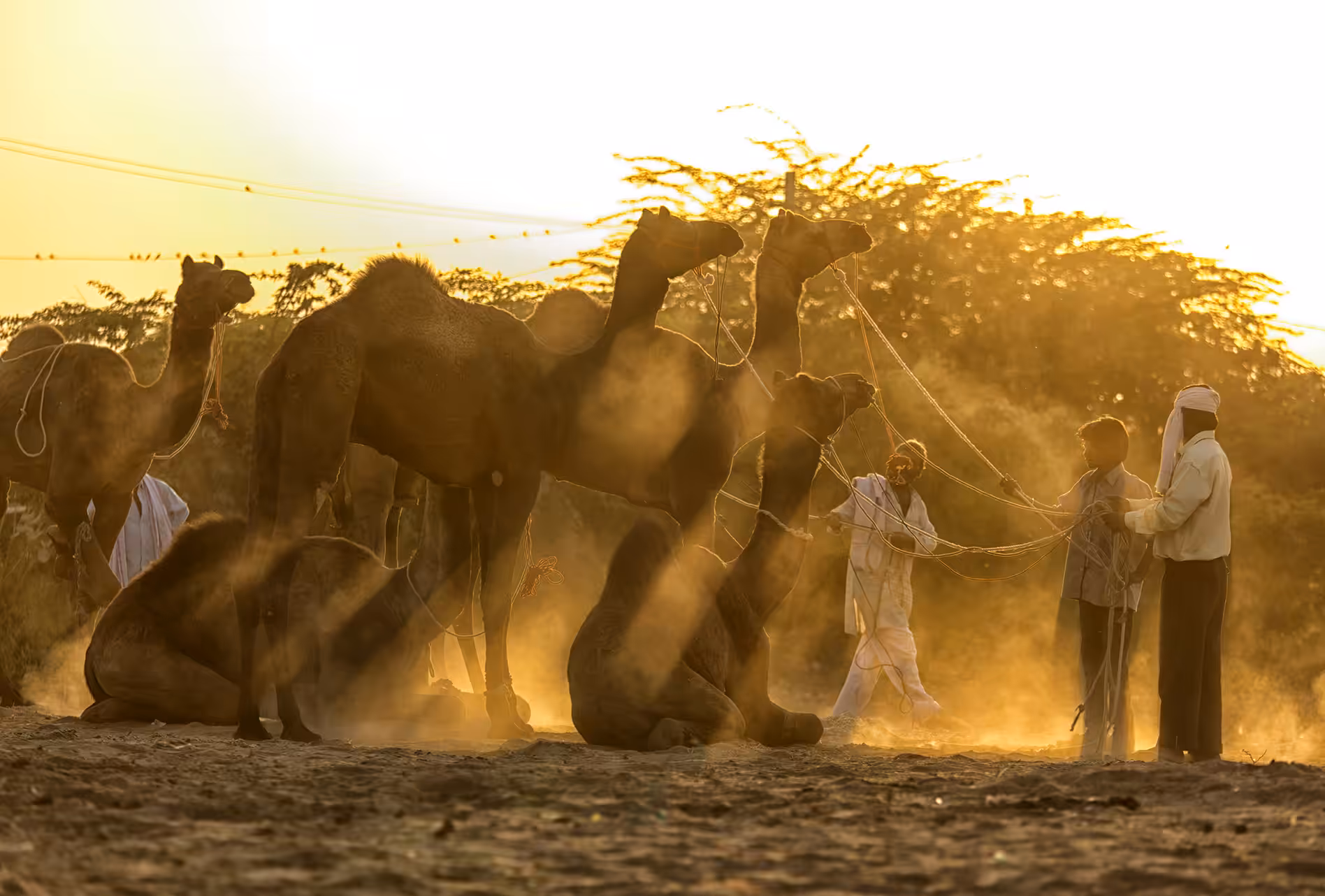 A dusty Life 