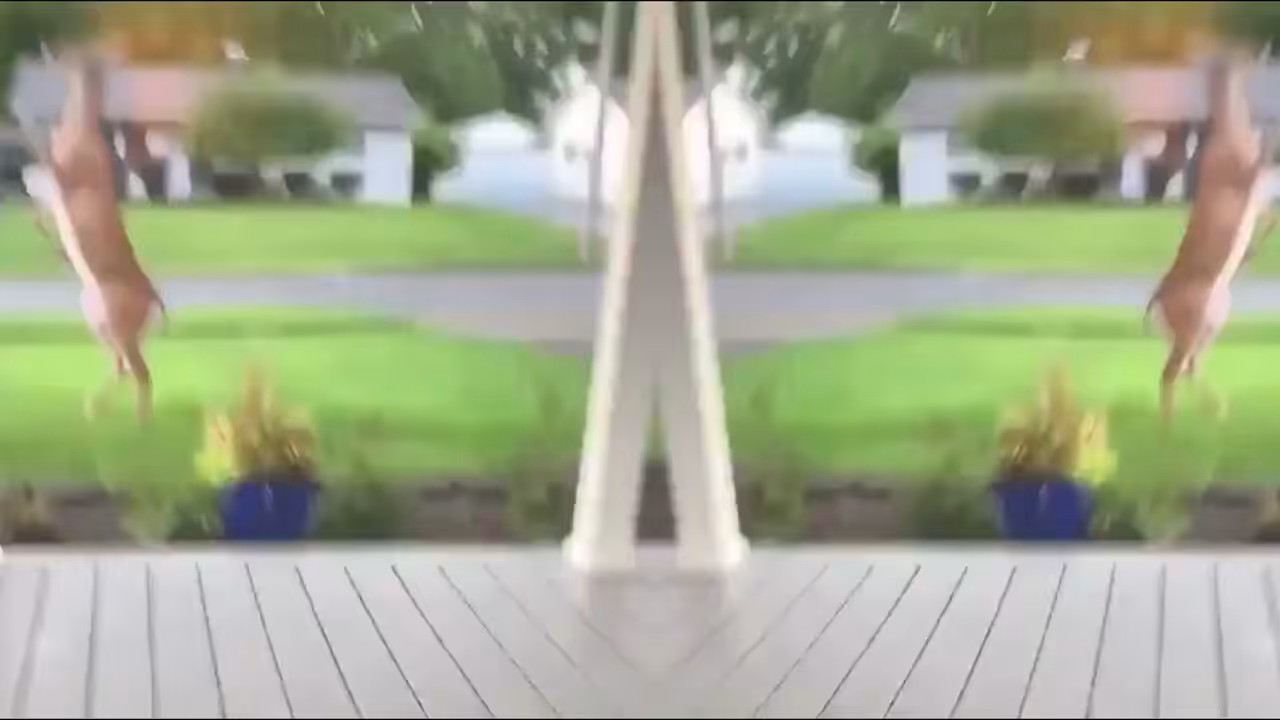 Two Deer Fighting On The Lawn