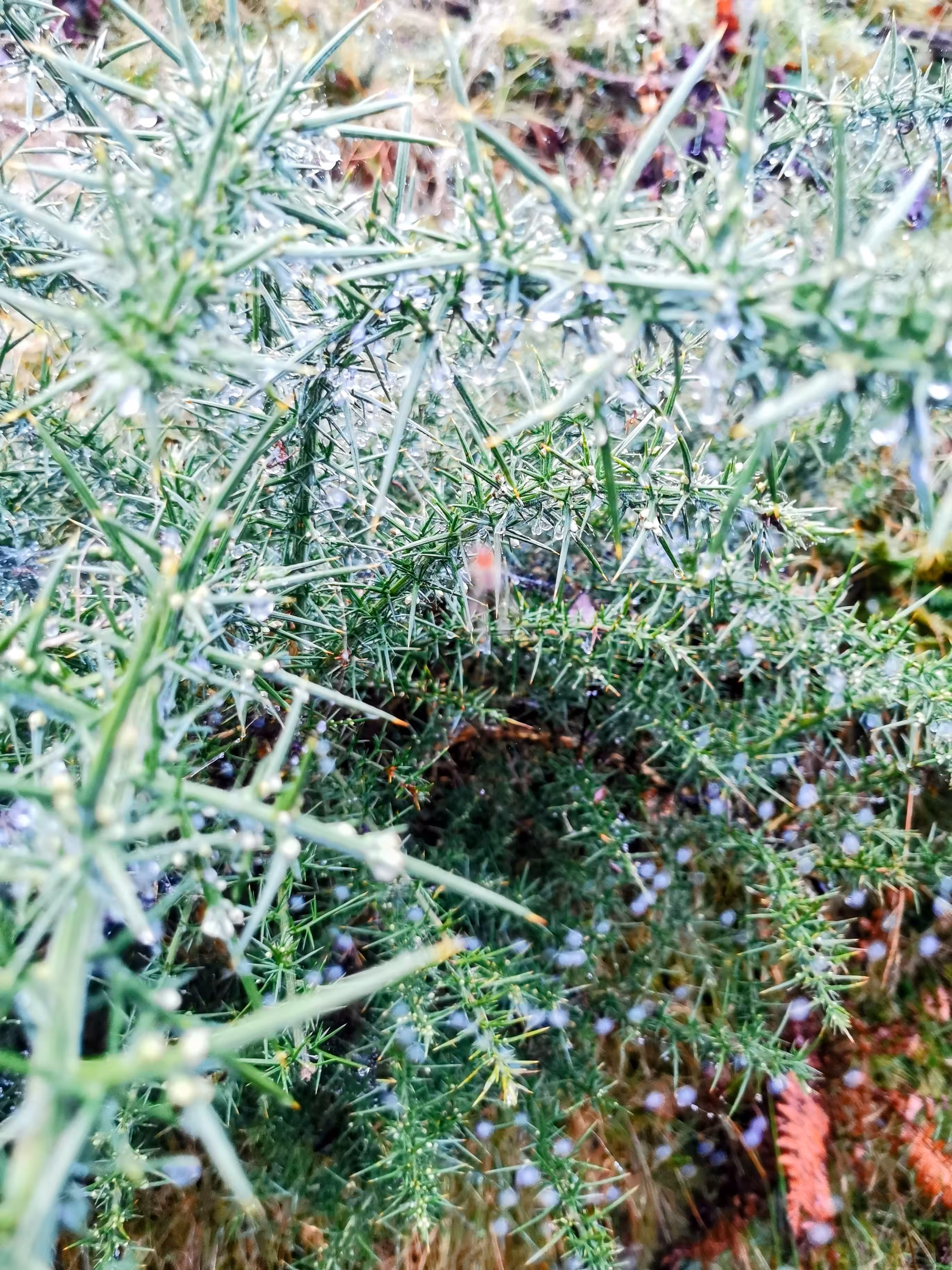 Brambles 