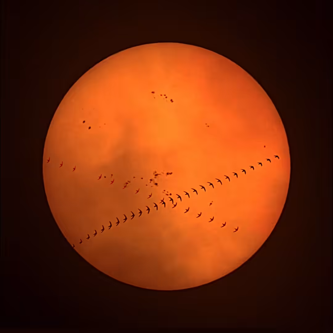 Sun Birds