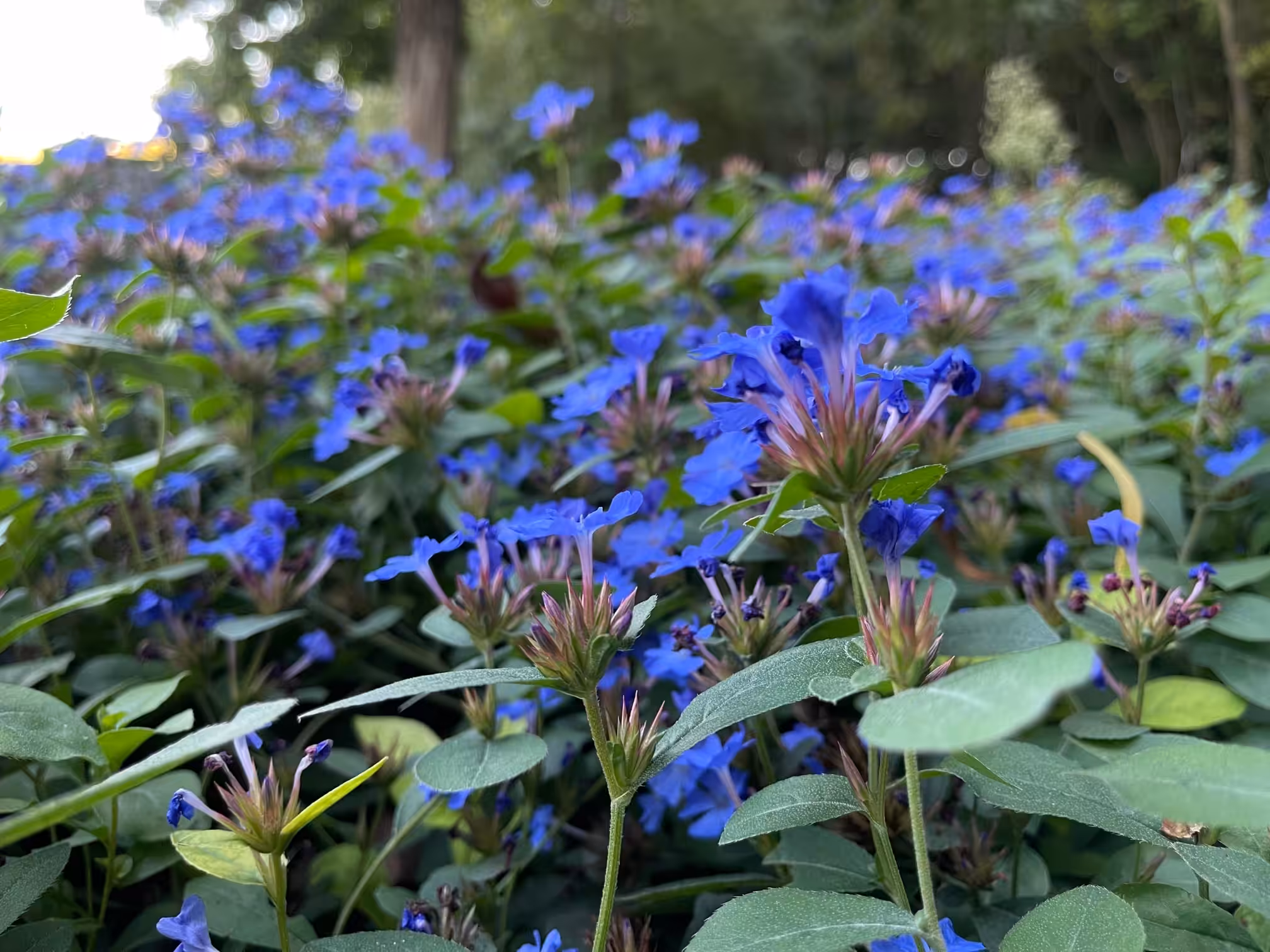 Blue flowers 03