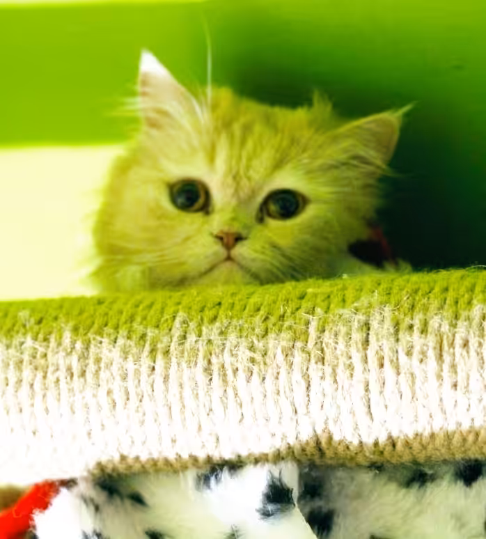 Playful cat
