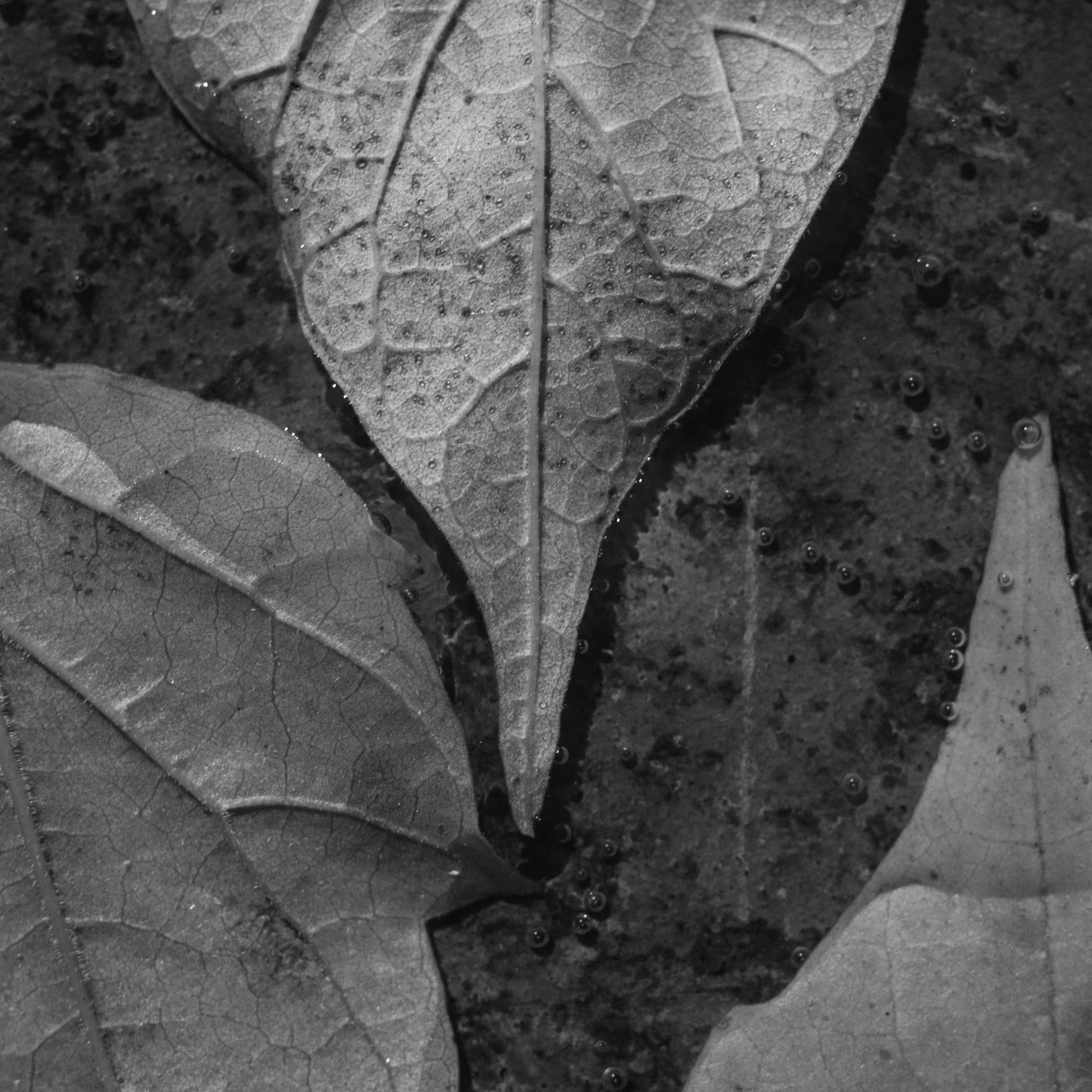 River leaves